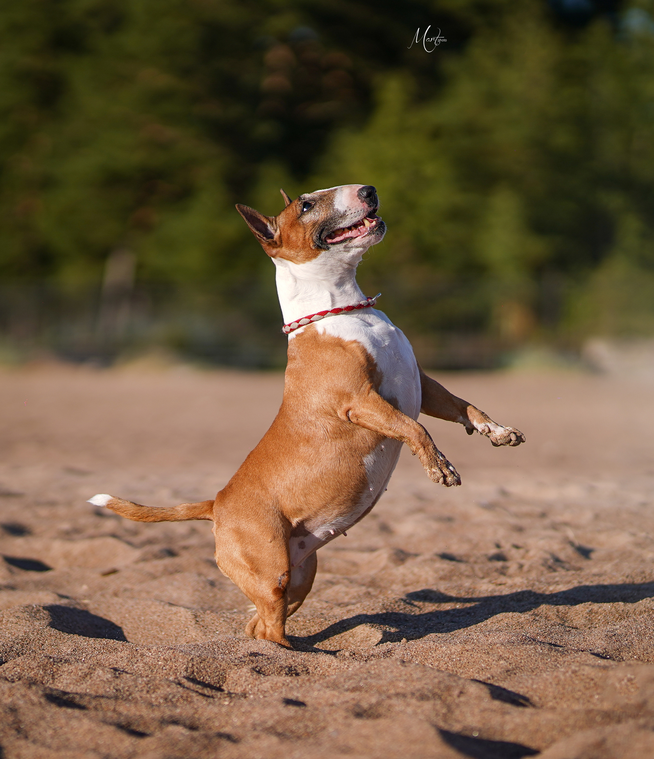 Моня, Оксана и Таисия. Фотограф-анималист в Санкт-Петербурге Яна Мартынова