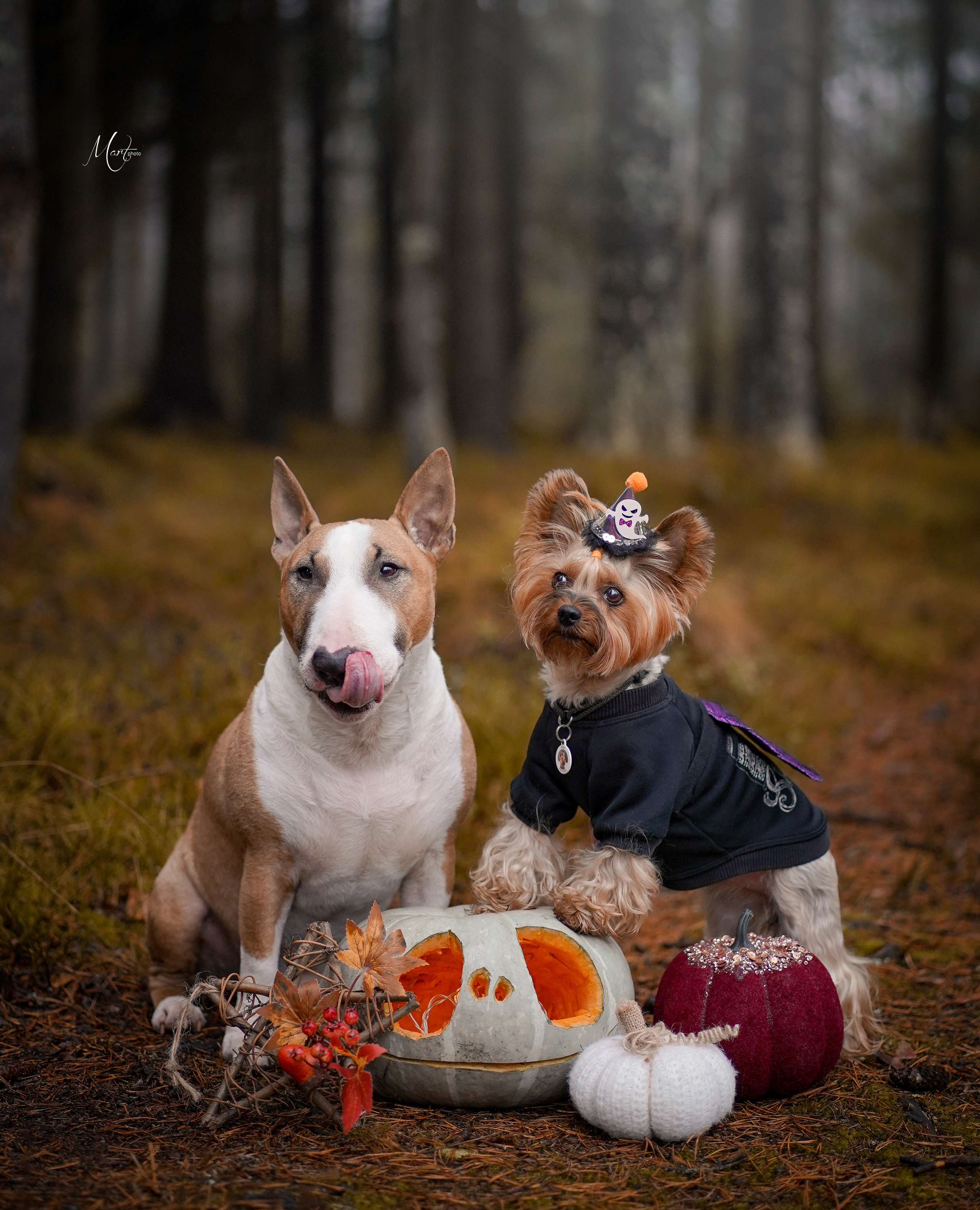 Хеллоуин 22. Фотограф-анималист в Санкт-Петербурге Яна Мартынова