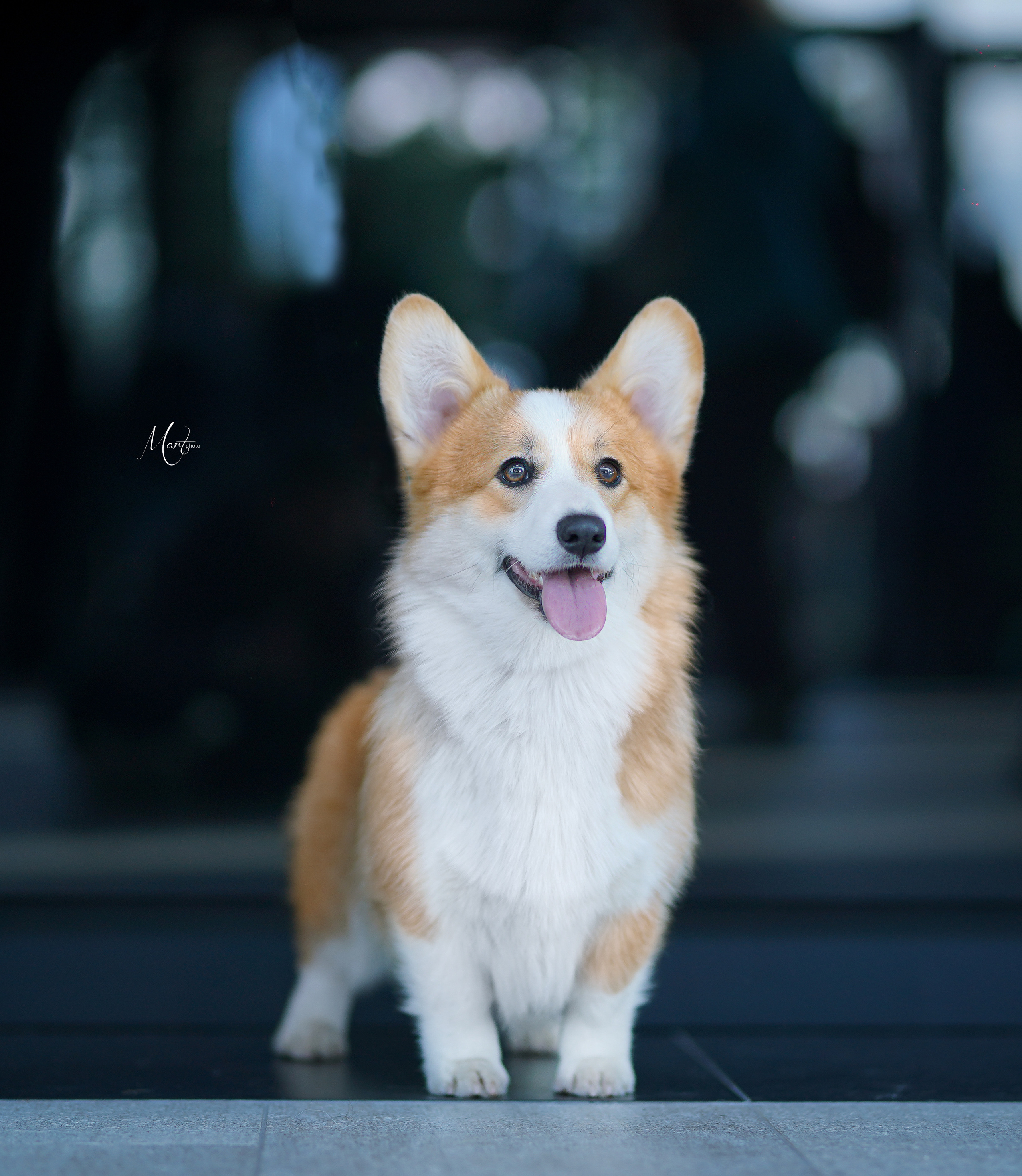 Экстерьерная съемка 2022. Фотограф-анималист в Санкт-Петербурге Яна Мартынова