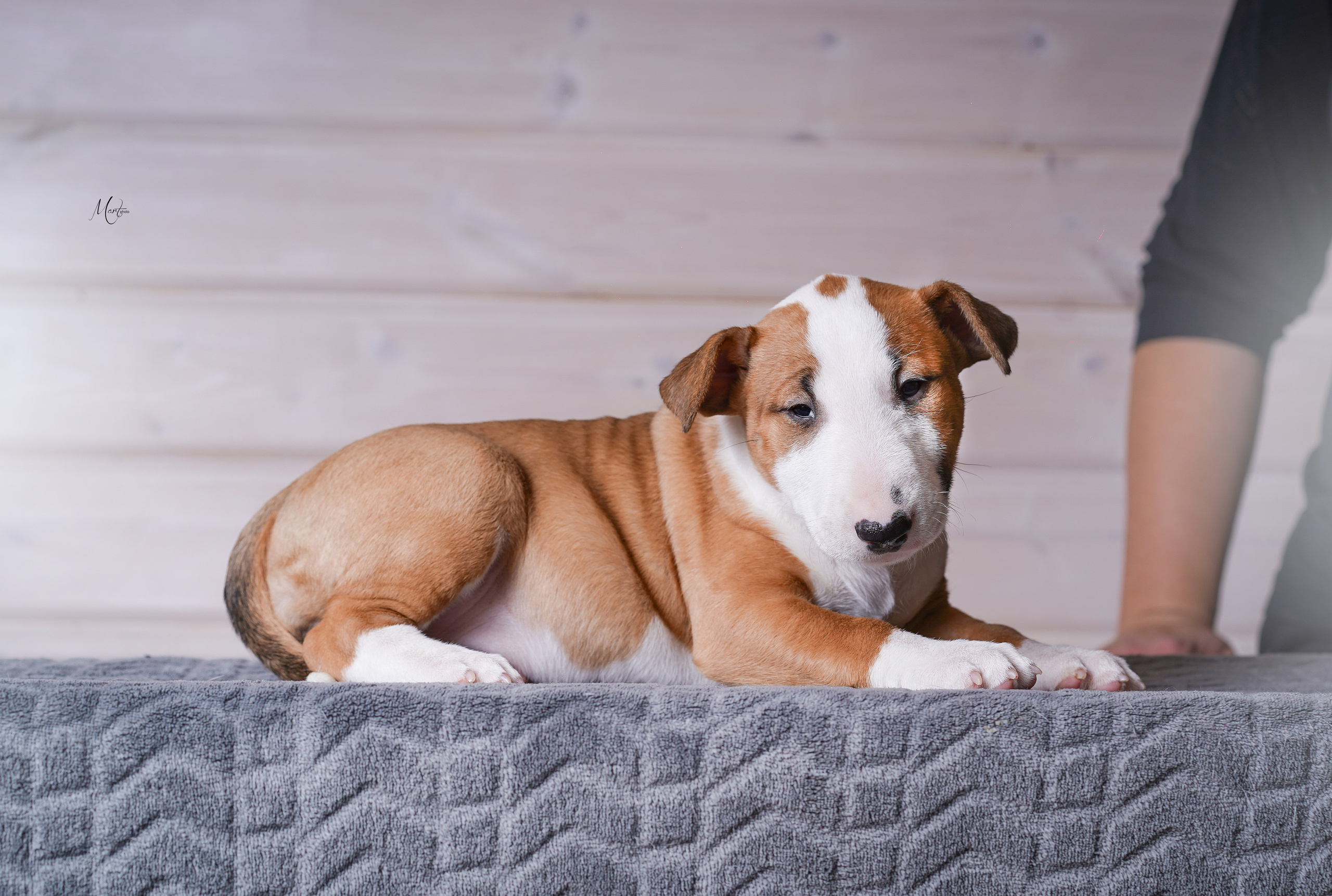Щенки бультерьера. Фотограф-анималист в Санкт-Петербурге Яна Мартынова
