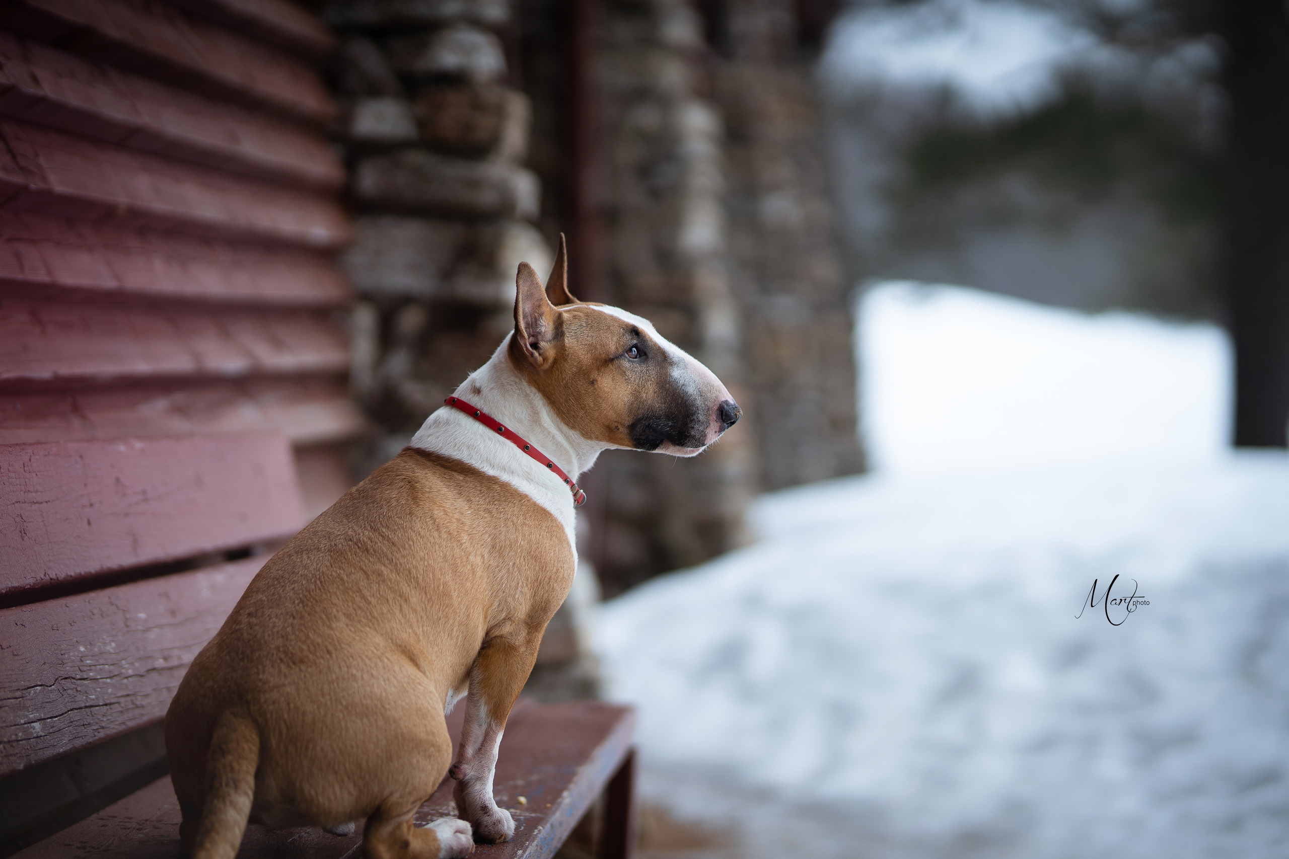 Пляж Финского залива в марте. Фотограф-анималист в Санкт-Петербурге Яна Мартынова