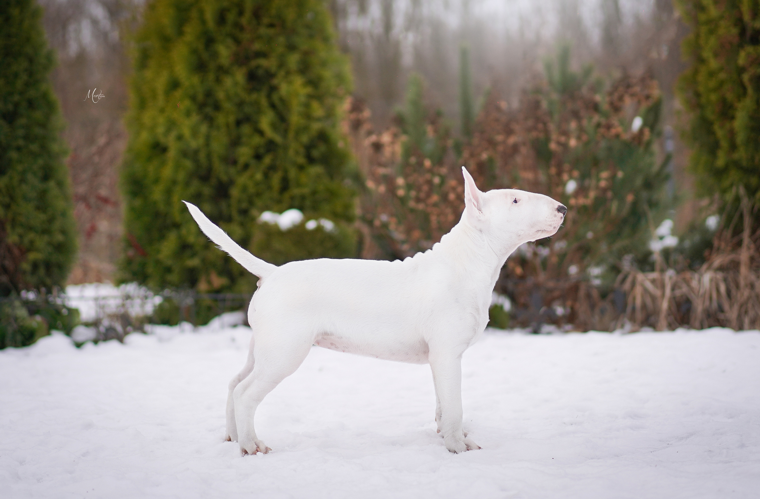 Щенки бультерьера. Фотограф-анималист в Санкт-Петербурге Яна Мартынова