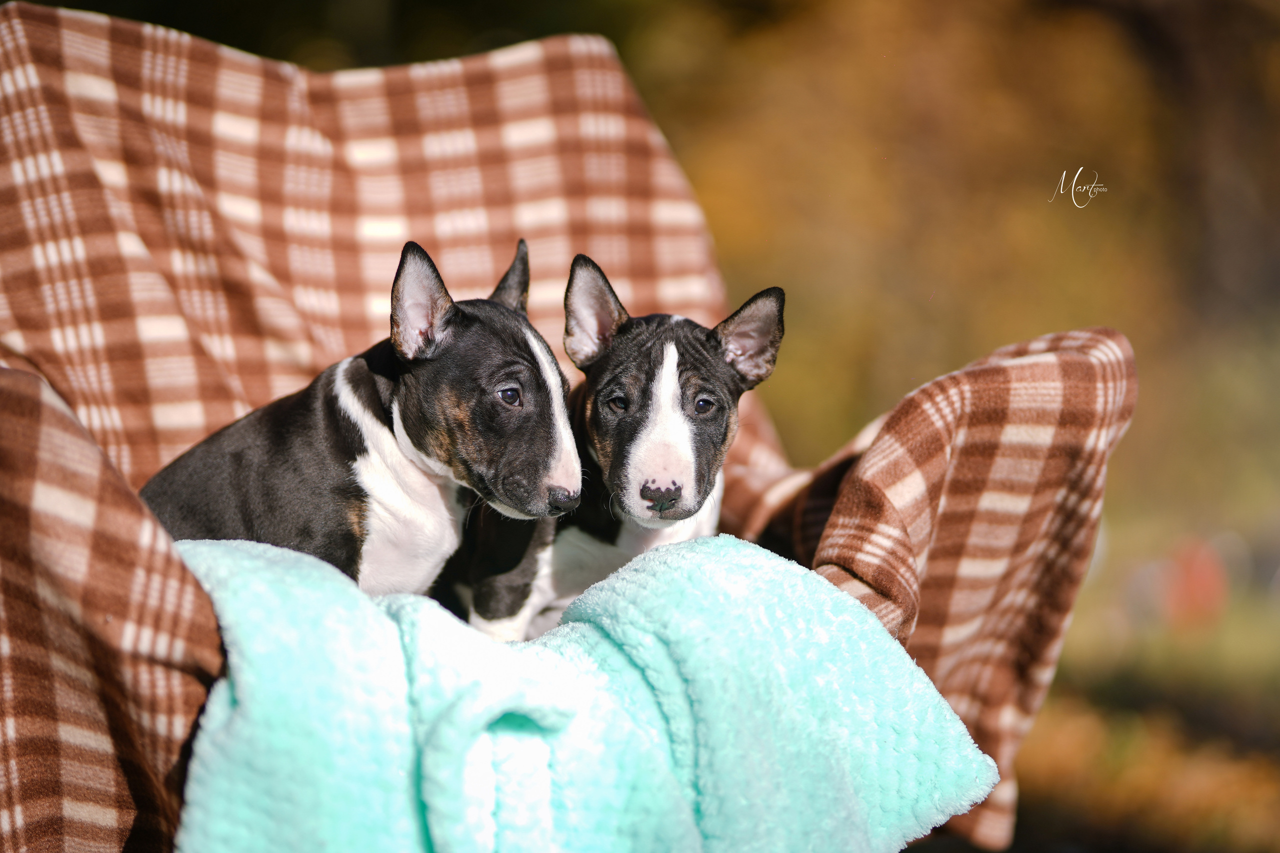 Щенки минибуля. Фотограф-анималист в Санкт-Петербурге Яна Мартынова