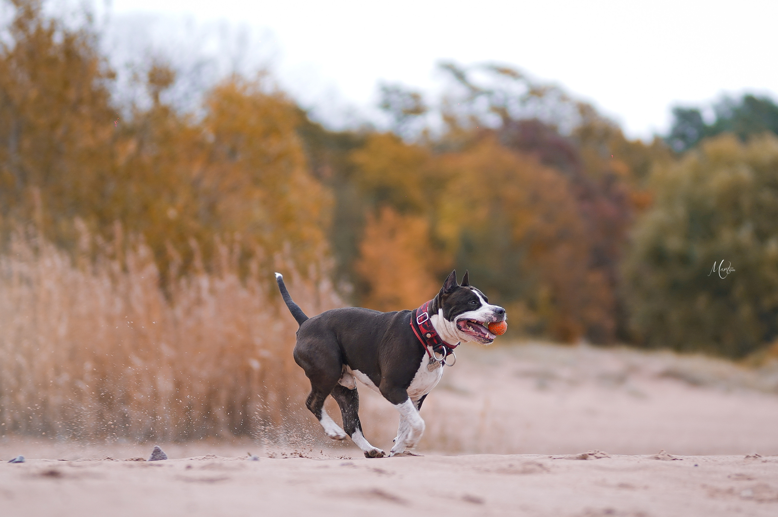Яньчи на заливе. Фотограф-анималист в Санкт-Петербурге Яна Мартынова