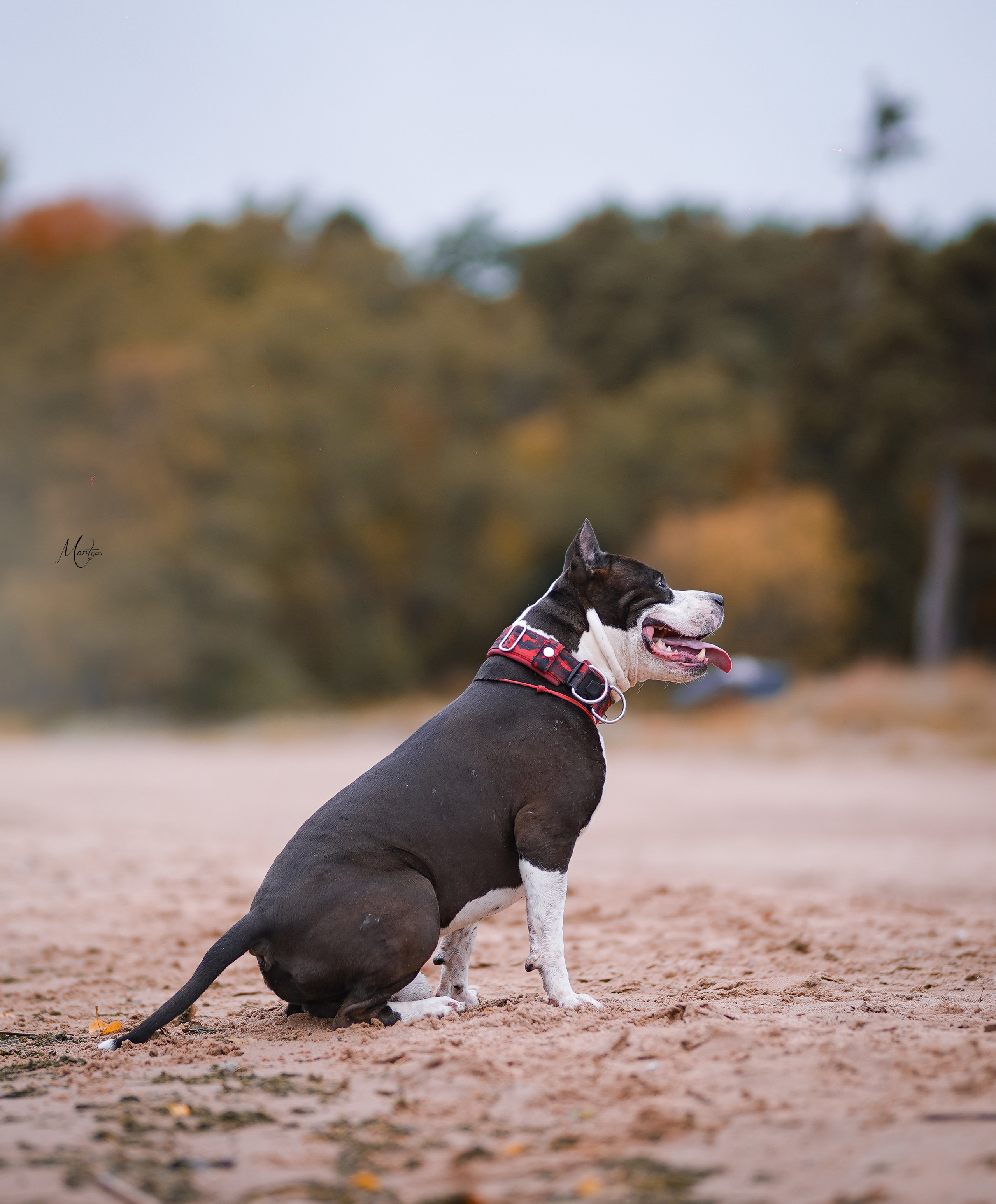 Яньчи на заливе. Фотограф-анималист в Санкт-Петербурге Яна Мартынова