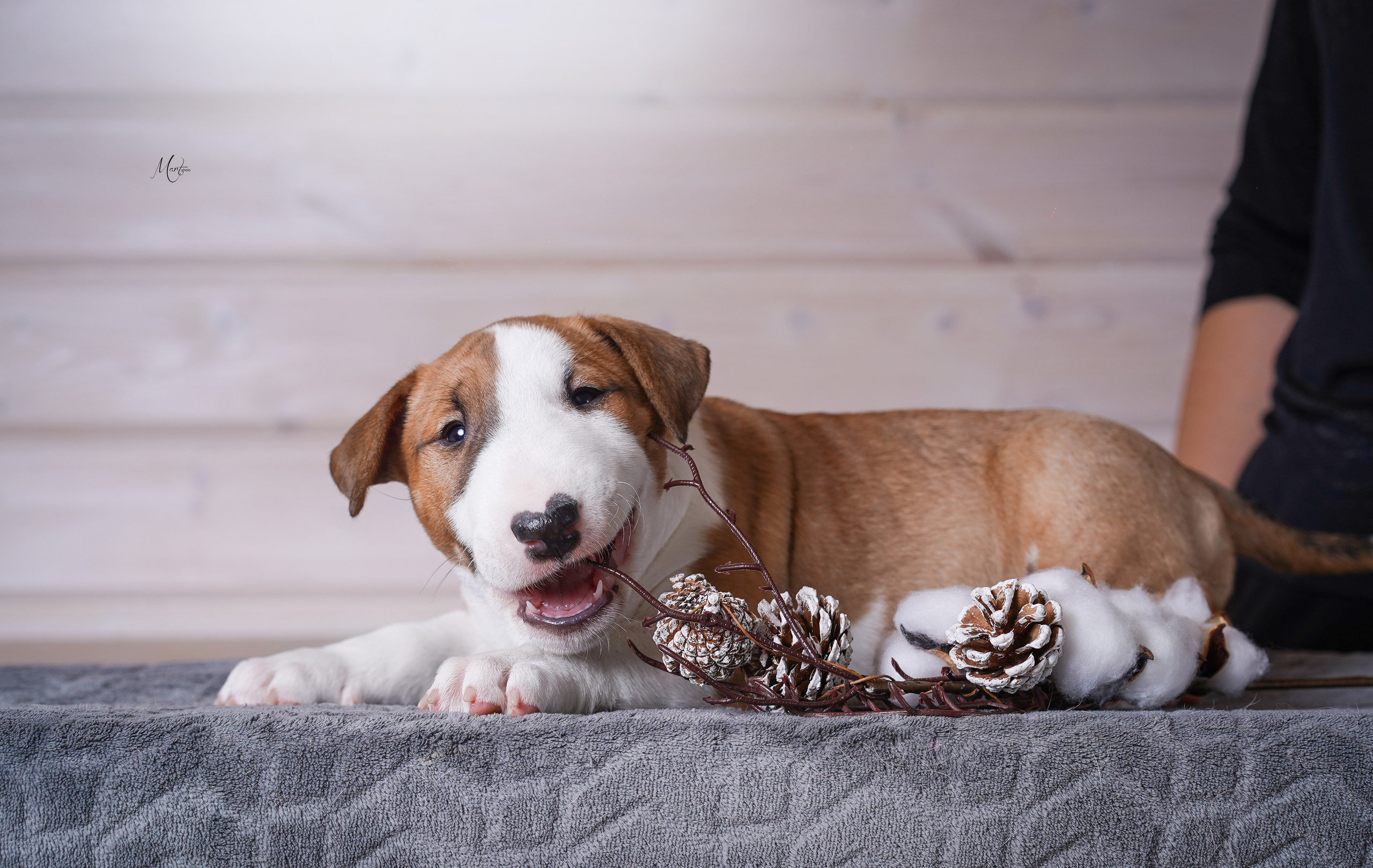 Щенки бультерьера. Фотограф-анималист в Санкт-Петербурге Яна Мартынова