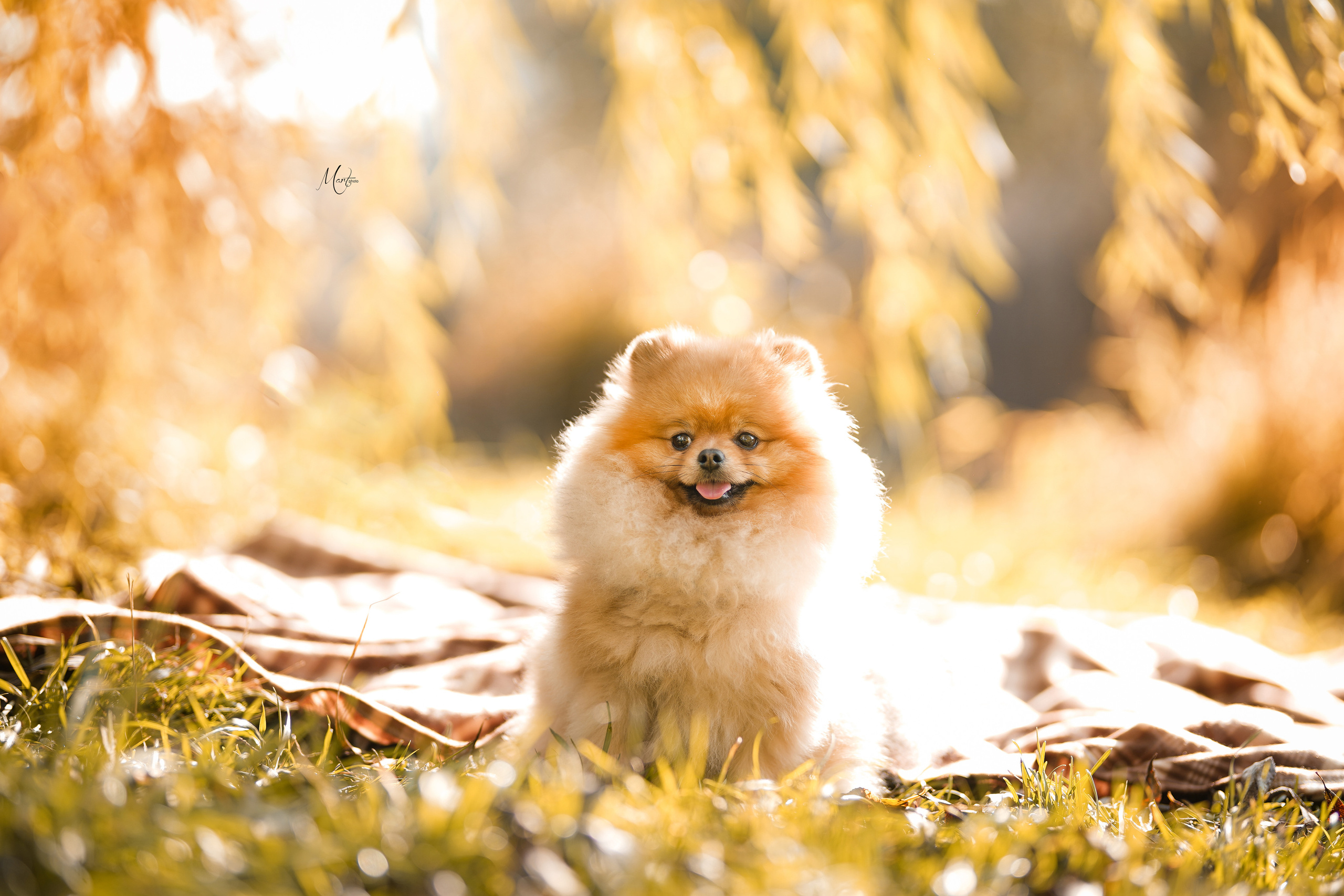 Тедди и его люди. Фотограф-анималист в Санкт-Петербурге Яна Мартынова