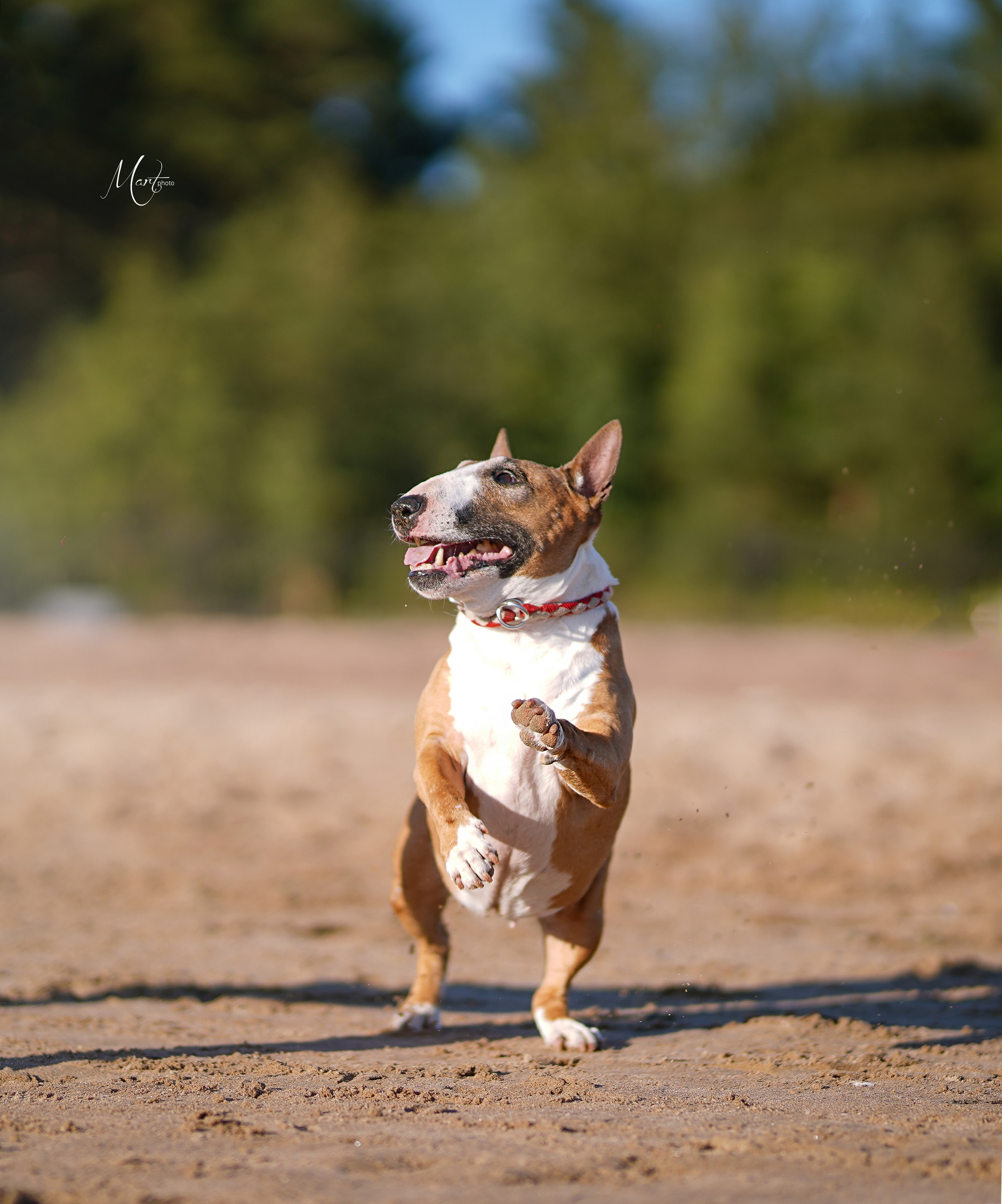 Моня, Оксана и Таисия. Фотограф-анималист в Санкт-Петербурге Яна Мартынова