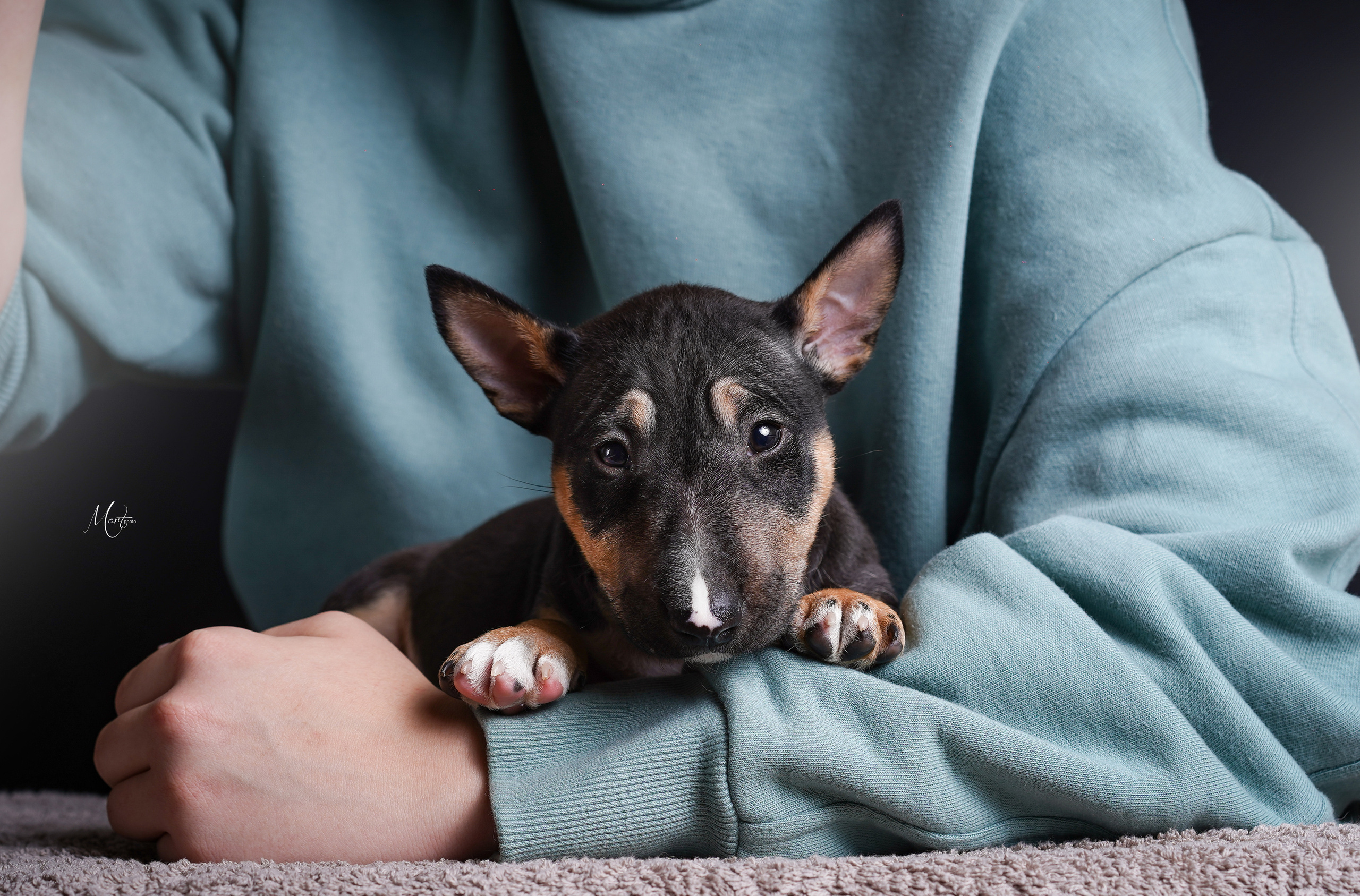 Щенки минибуля. Фотограф-анималист в Санкт-Петербурге Яна Мартынова