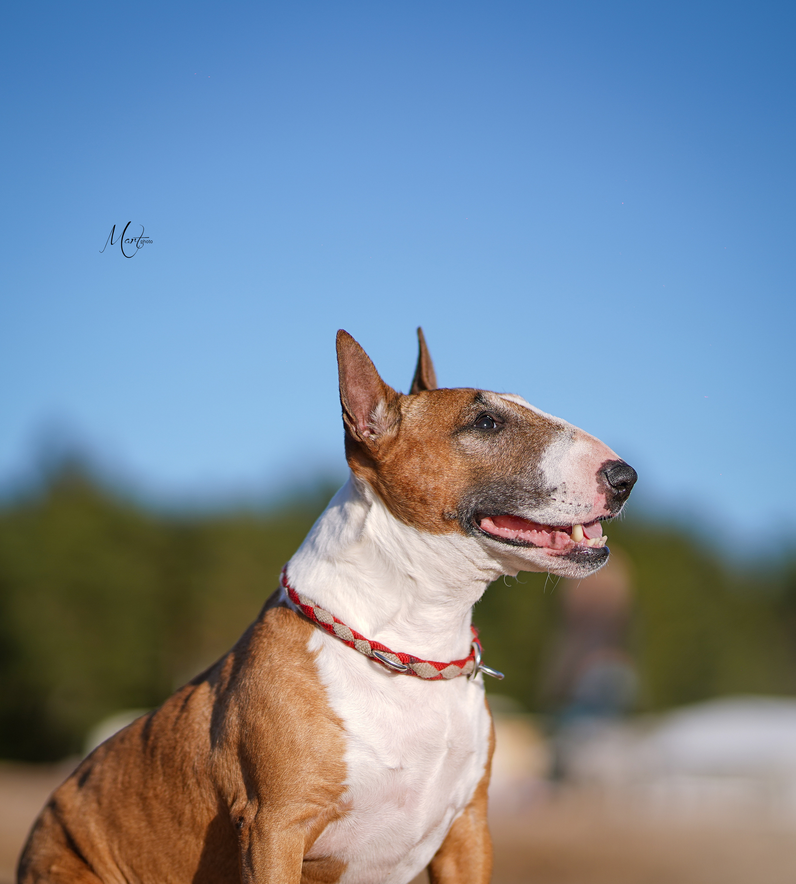 Моня, Оксана и Таисия. Фотограф-анималист в Санкт-Петербурге Яна Мартынова