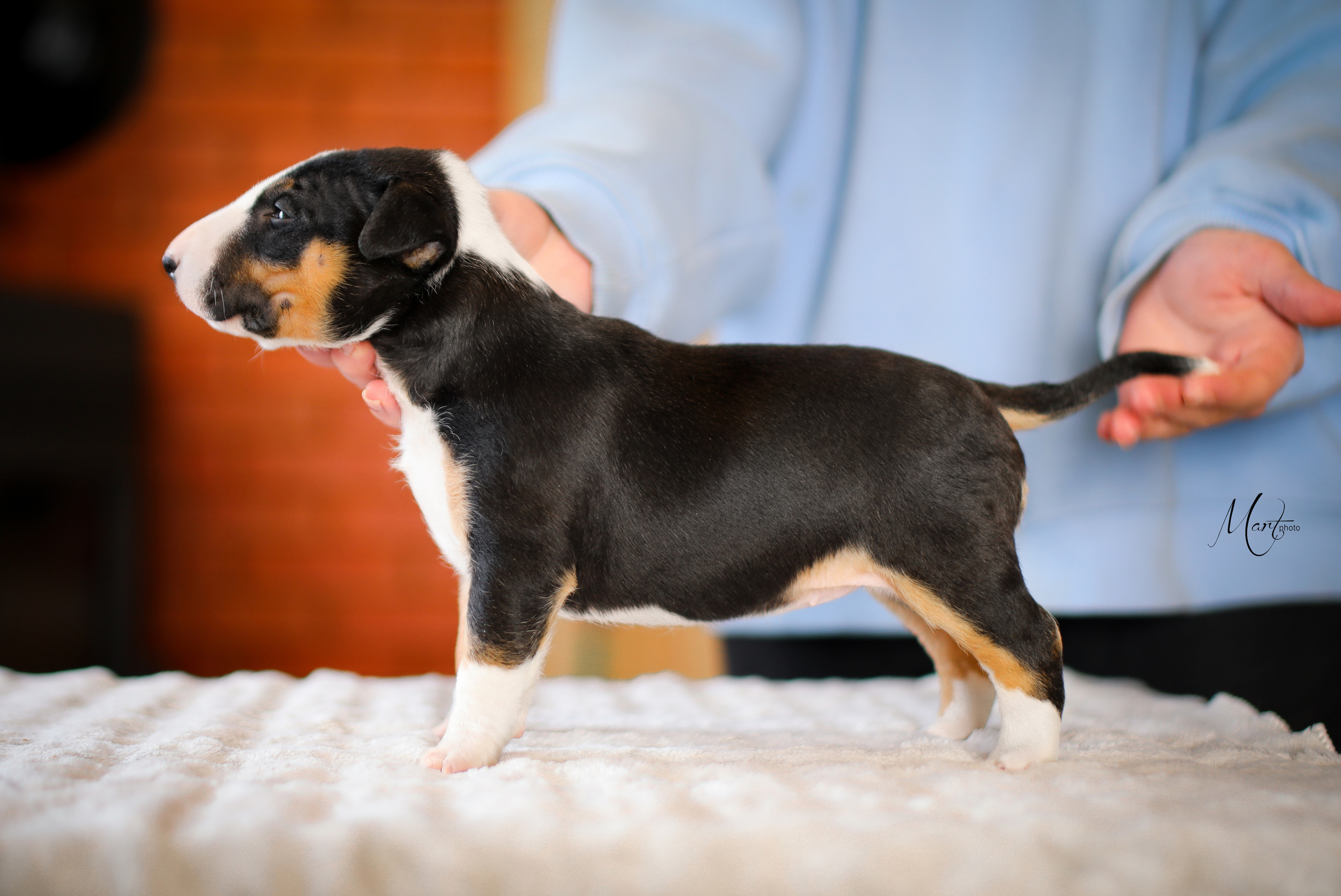 Щенки минибуля. Фотограф-анималист в Санкт-Петербурге Яна Мартынова