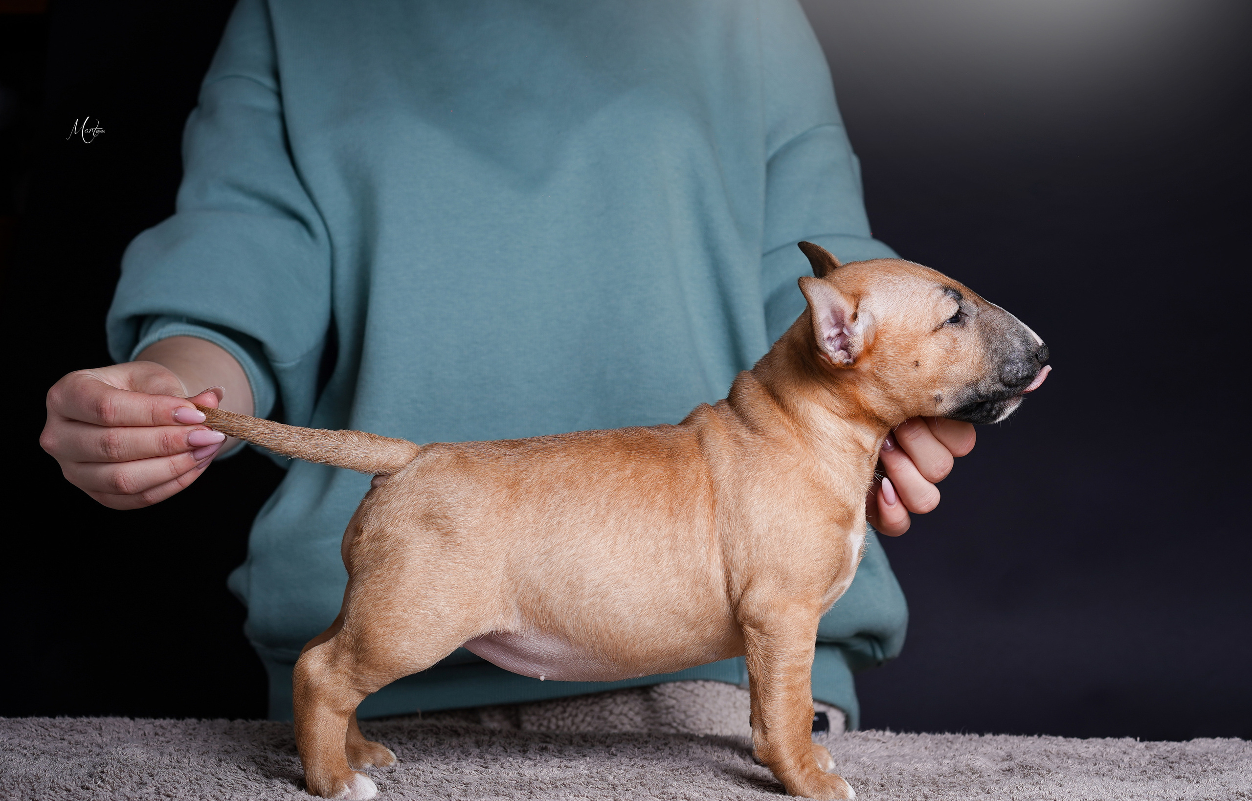 Щенки минибуля. Фотограф-анималист в Санкт-Петербурге Яна Мартынова