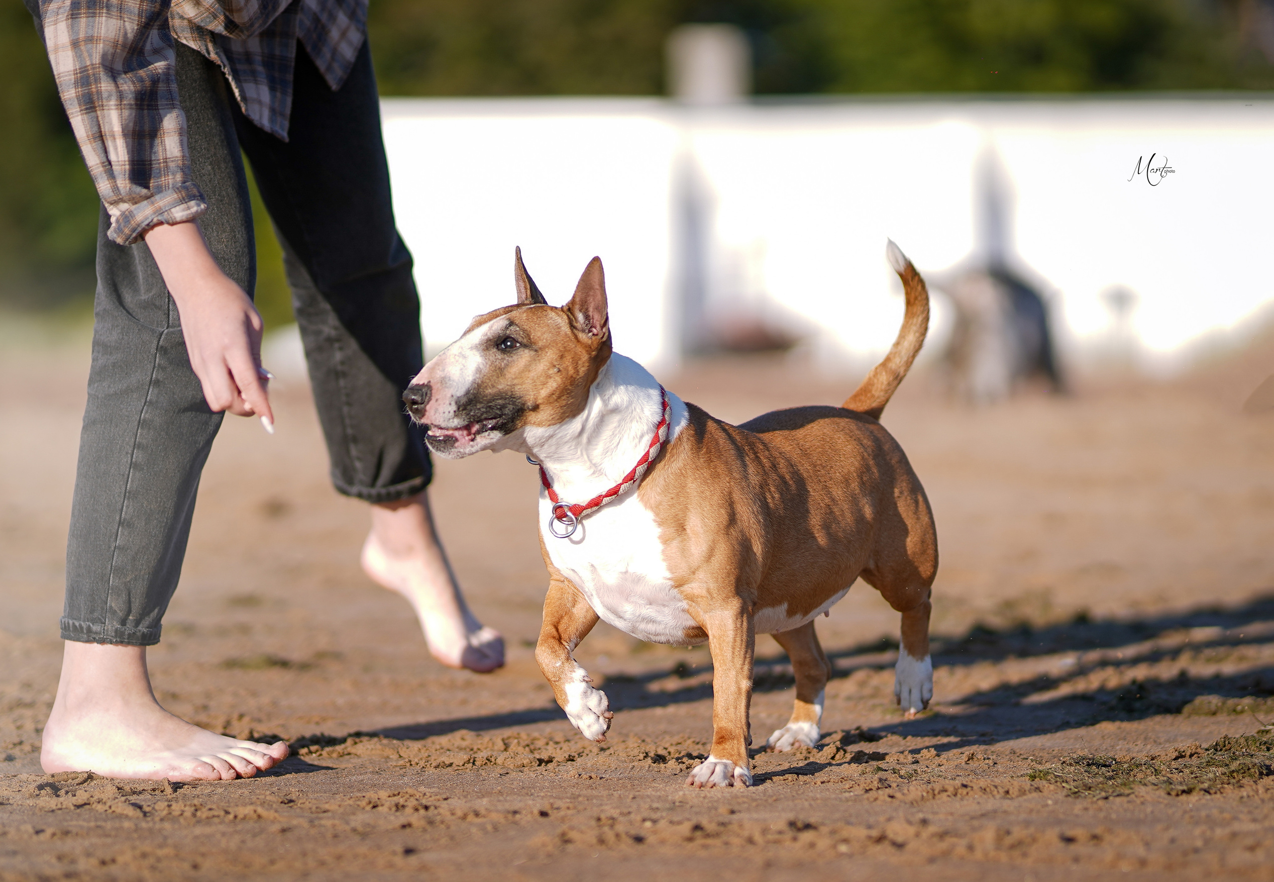 Моня, Оксана и Таисия. Фотограф-анималист в Санкт-Петербурге Яна Мартынова