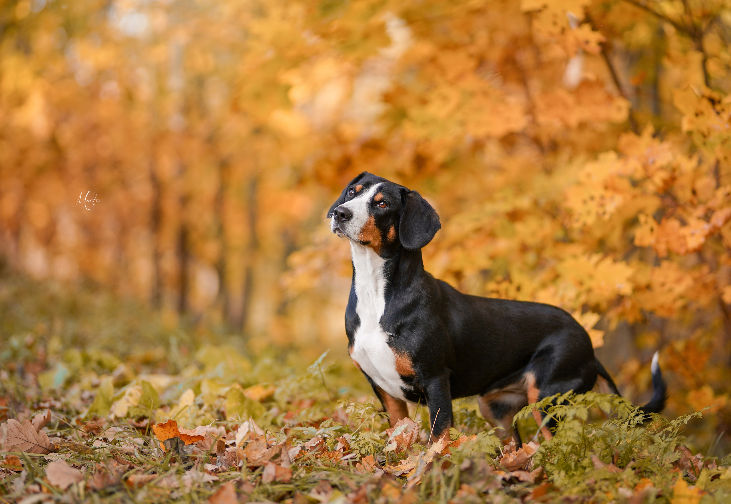 Ксения и Ванда. Фотограф-анималист в Санкт-Петербурге Яна Мартынова