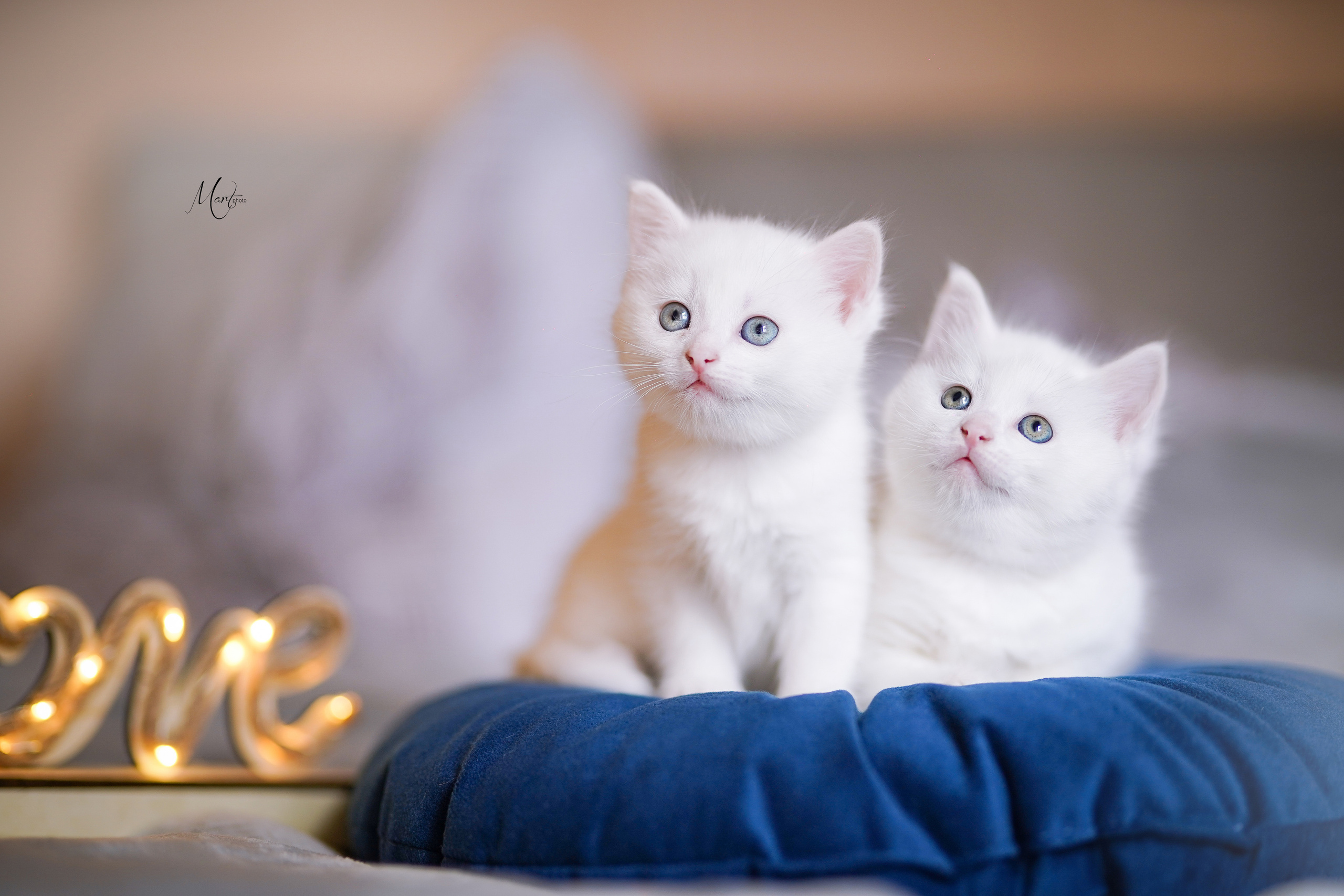 Котята. Фотограф-анималист в Санкт-Петербурге Яна Мартынова