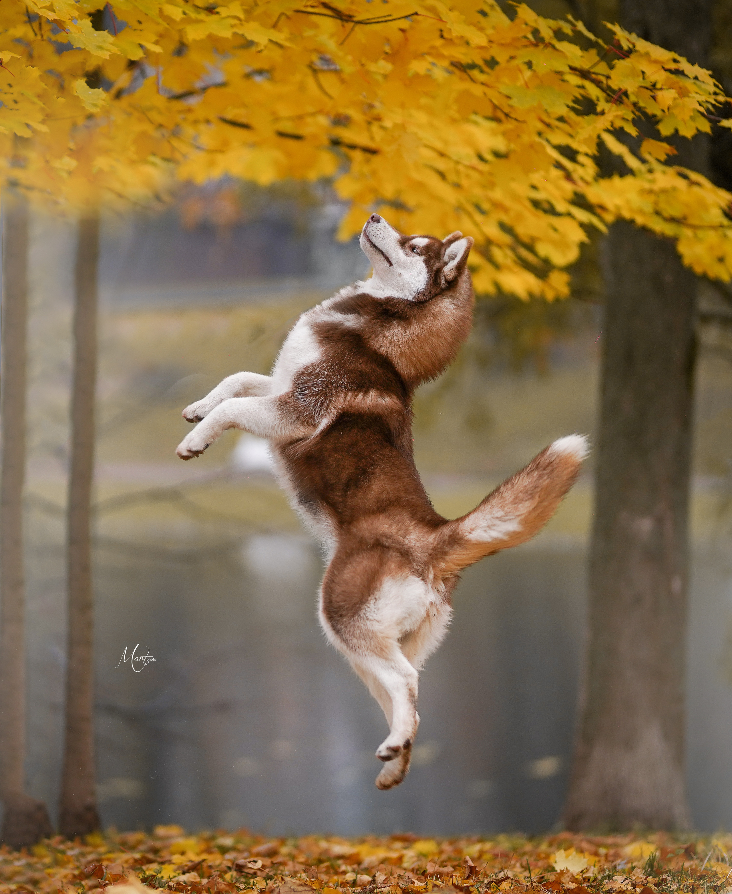 Саша и хаси. Фотограф-анималист в Санкт-Петербурге Яна Мартынова