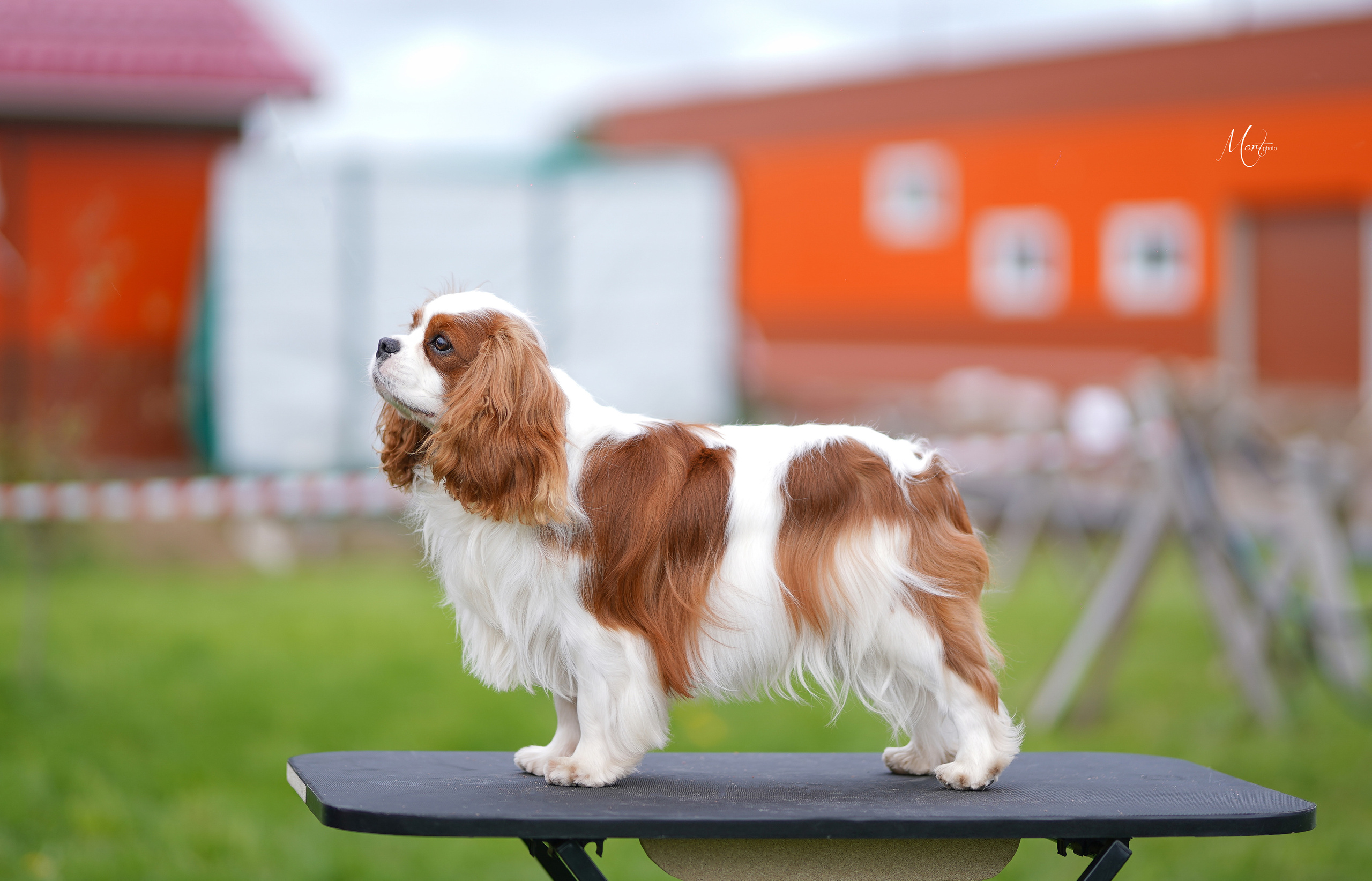 Экстерьерная съемка 2022. Фотограф-анималист в Санкт-Петербурге Яна Мартынова