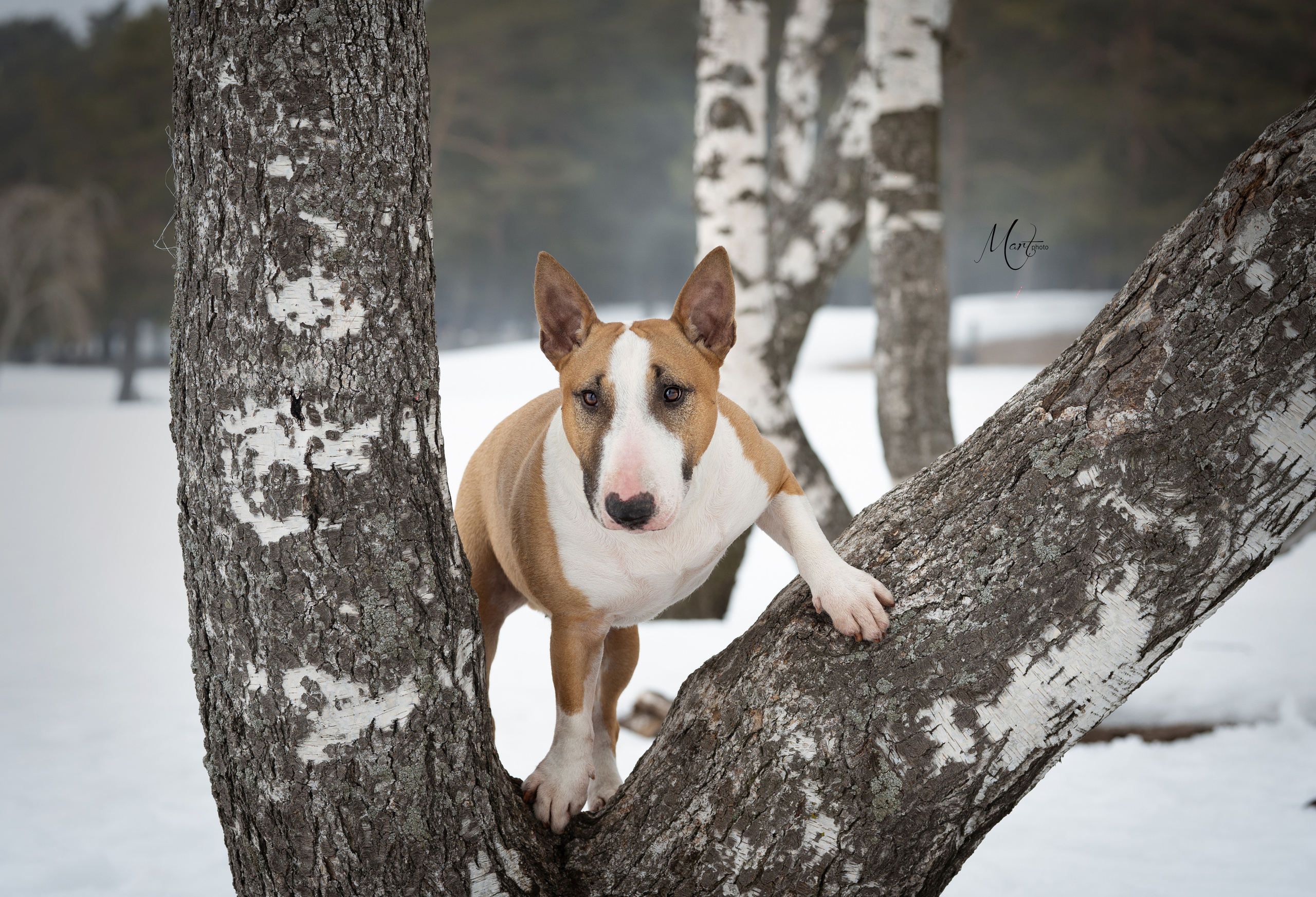 Пляж Финского залива в марте. Фотограф-анималист в Санкт-Петербурге Яна Мартынова