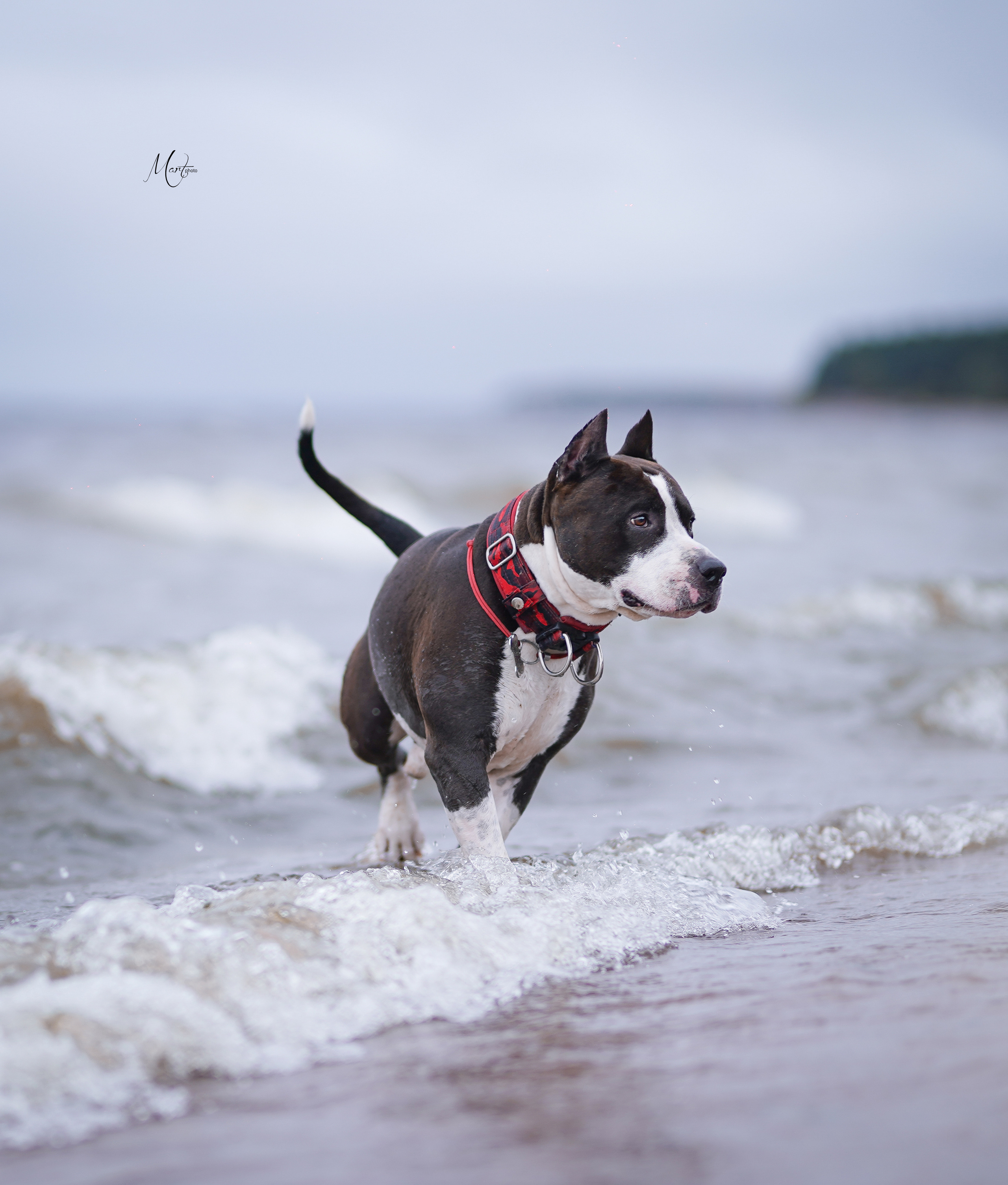 Яньчи на заливе. Фотограф-анималист в Санкт-Петербурге Яна Мартынова