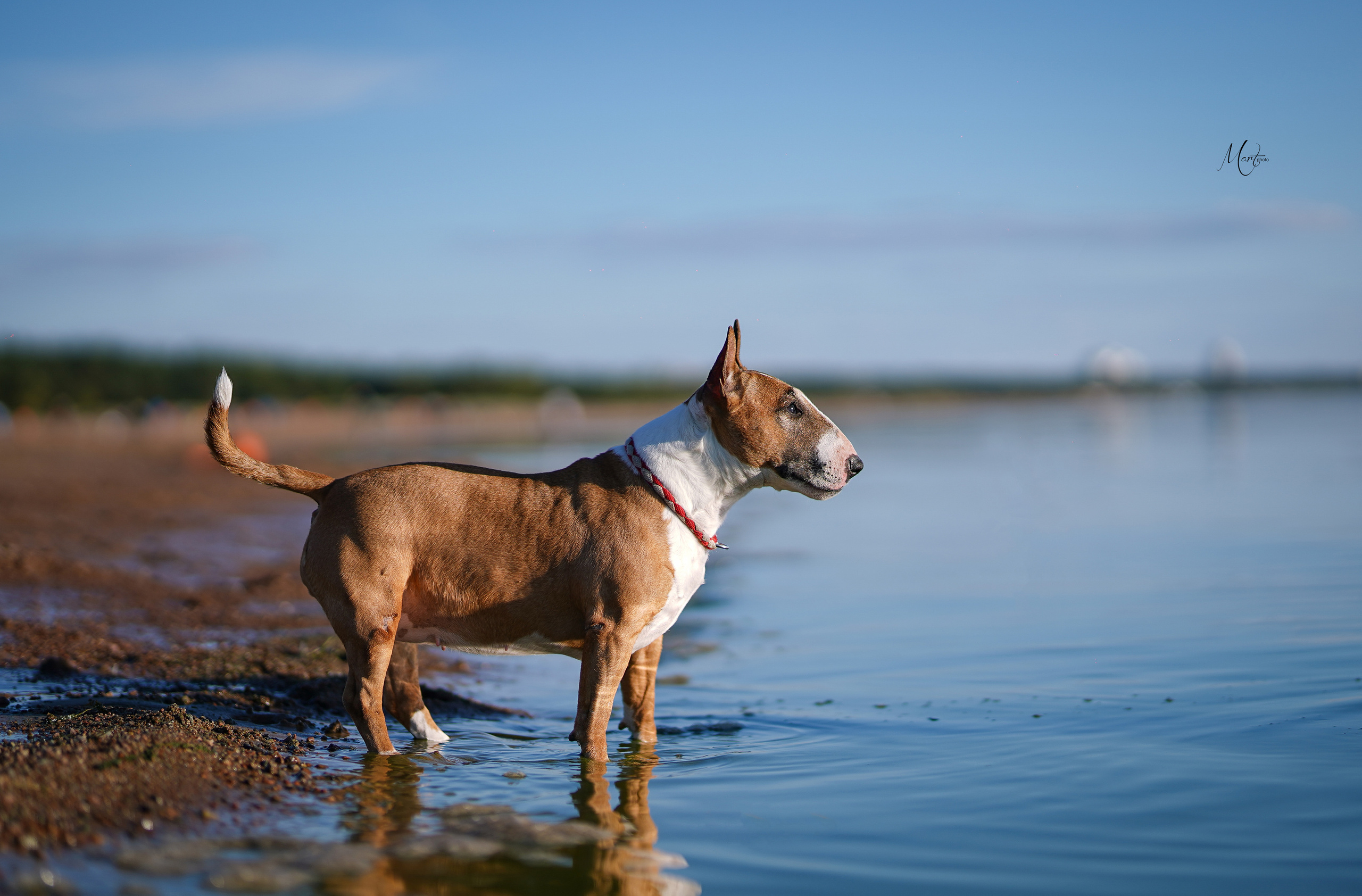 Моня, Оксана и Таисия. Фотограф-анималист в Санкт-Петербурге Яна Мартынова