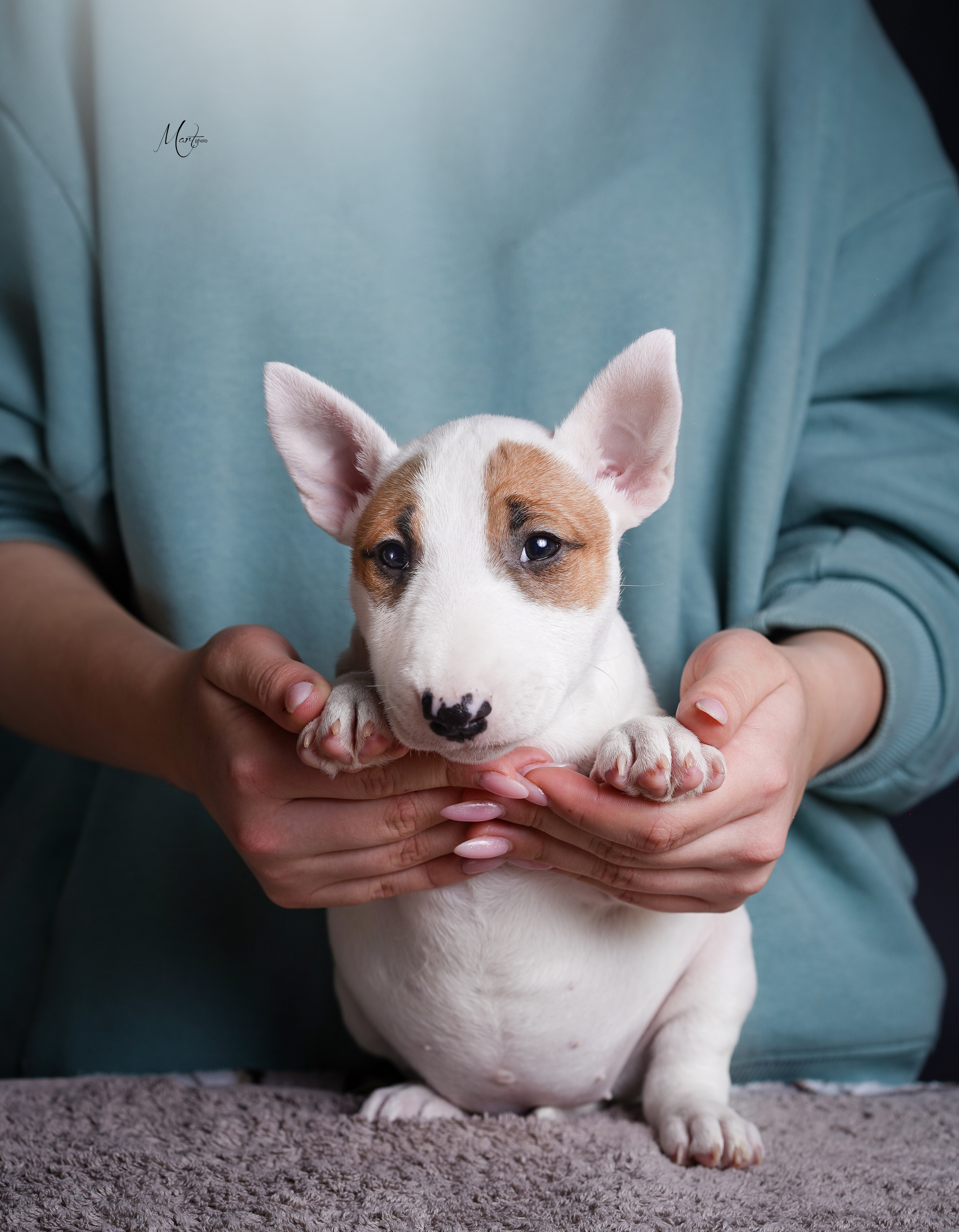 Щенки минибуля. Фотограф-анималист в Санкт-Петербурге Яна Мартынова