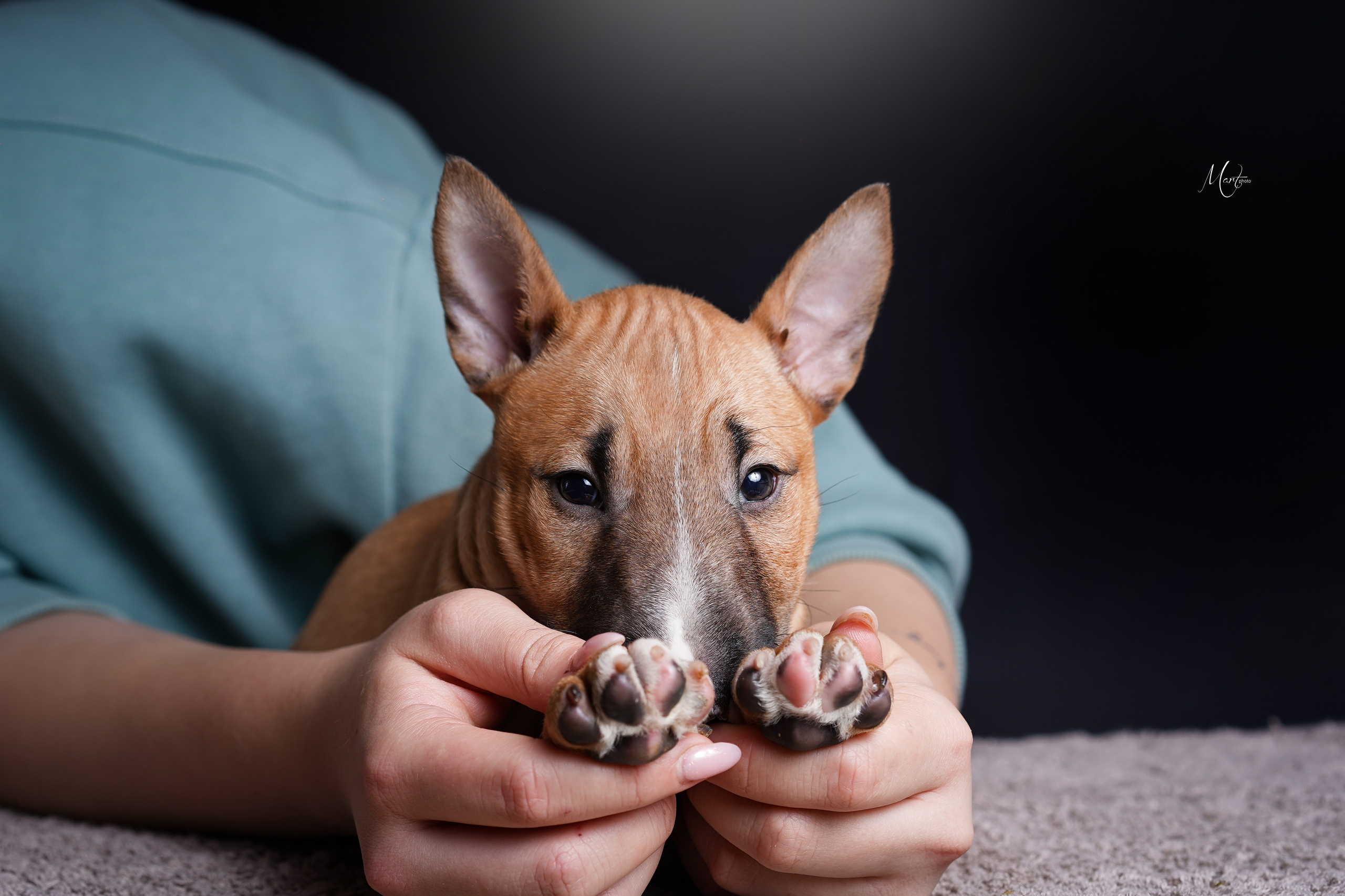 Щенки минибуля. Фотограф-анималист в Санкт-Петербурге Яна Мартынова