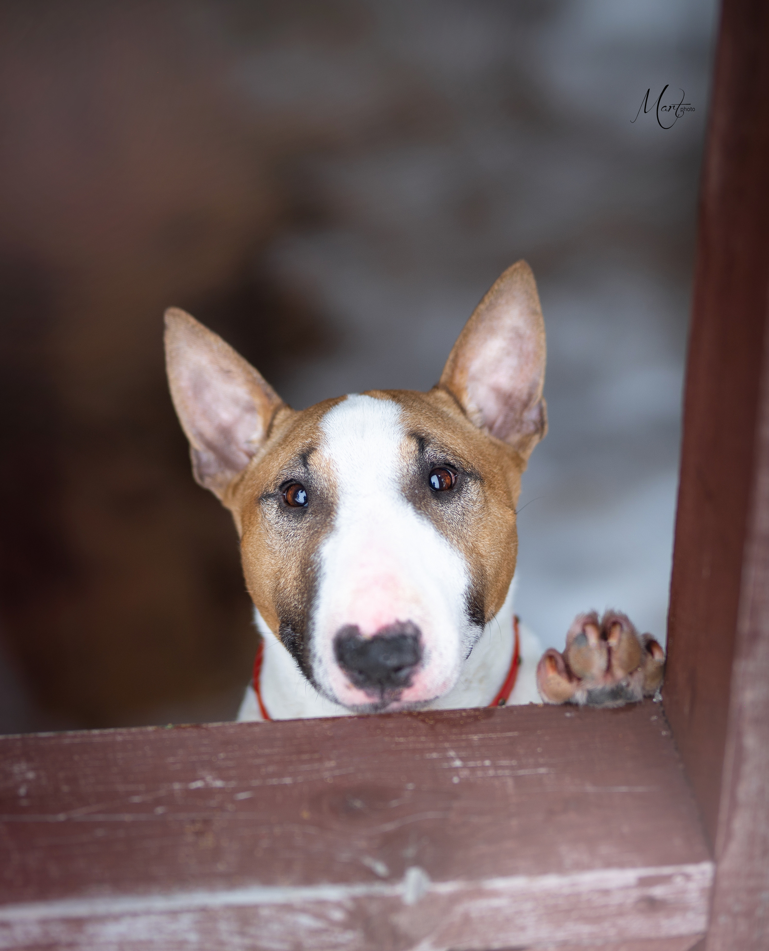 Пляж Финского залива в марте. Фотограф-анималист в Санкт-Петербурге Яна Мартынова