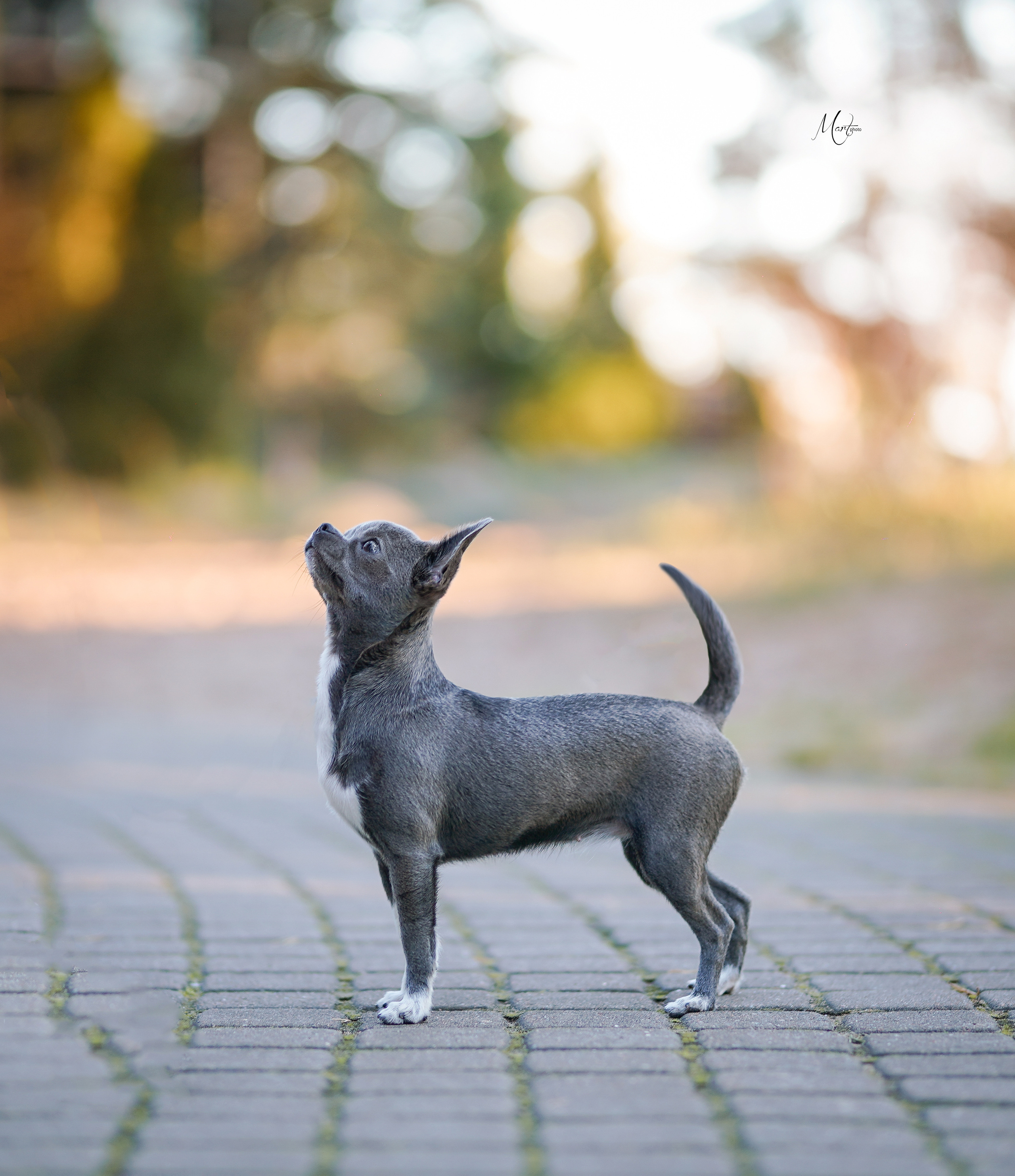 Кристина и банда чихов. Фотограф-анималист в Санкт-Петербурге Яна Мартынова