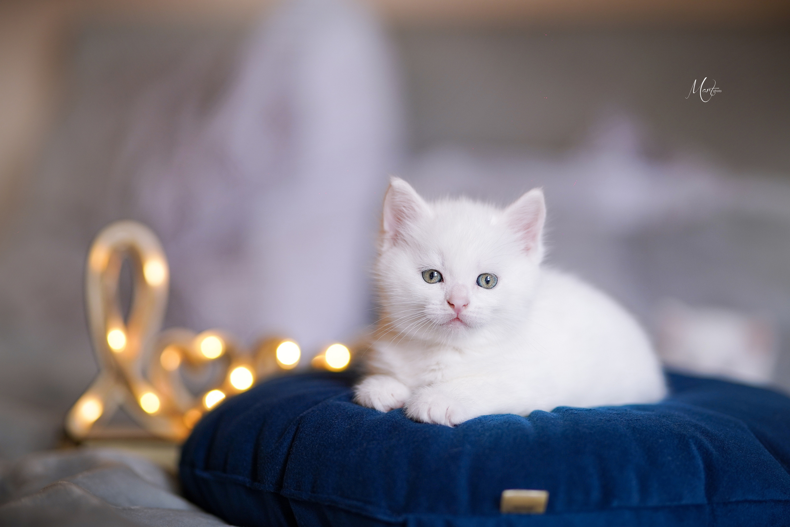 Котята. Фотограф-анималист в Санкт-Петербурге Яна Мартынова