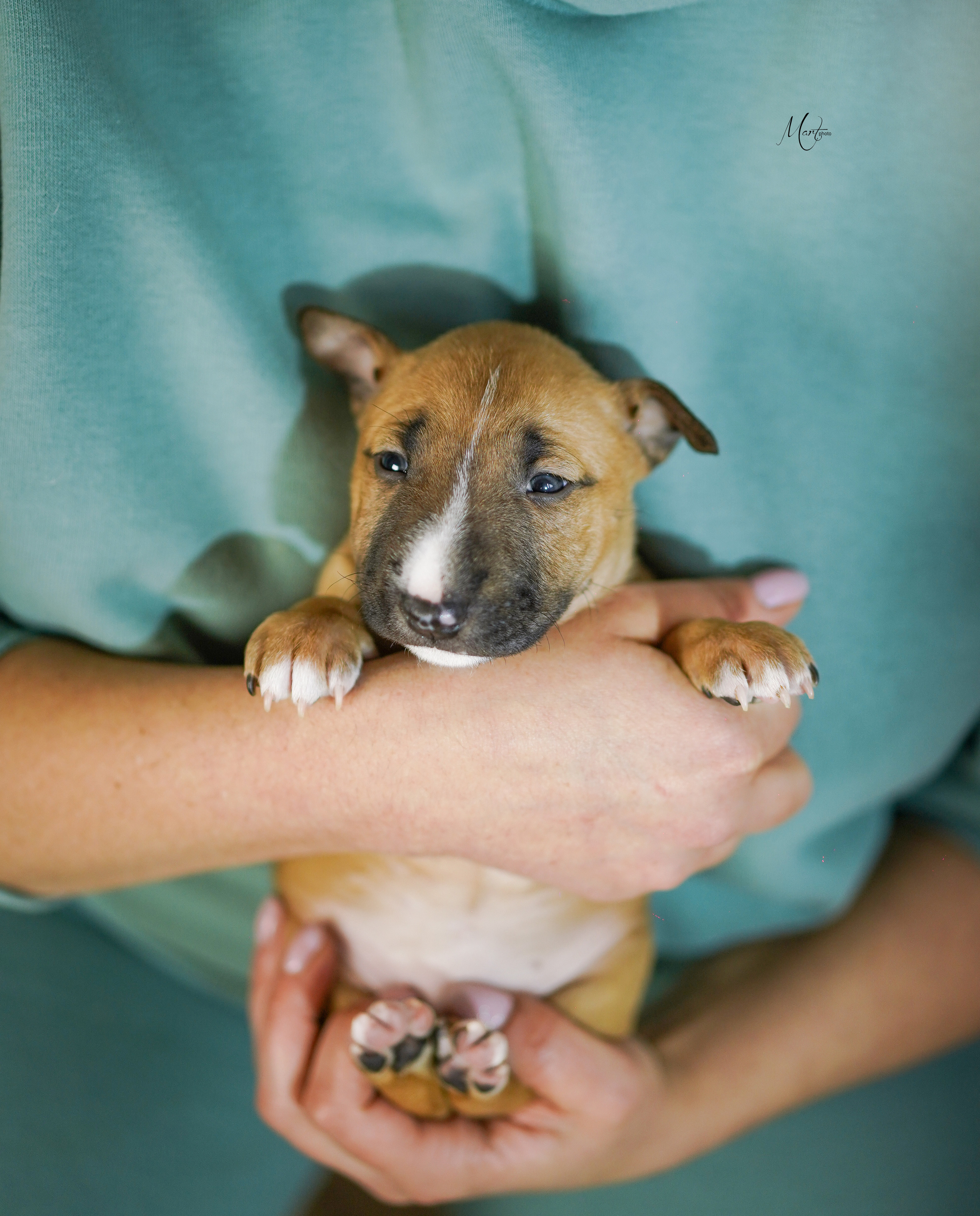 Щенки минибуля. Фотограф-анималист в Санкт-Петербурге Яна Мартынова