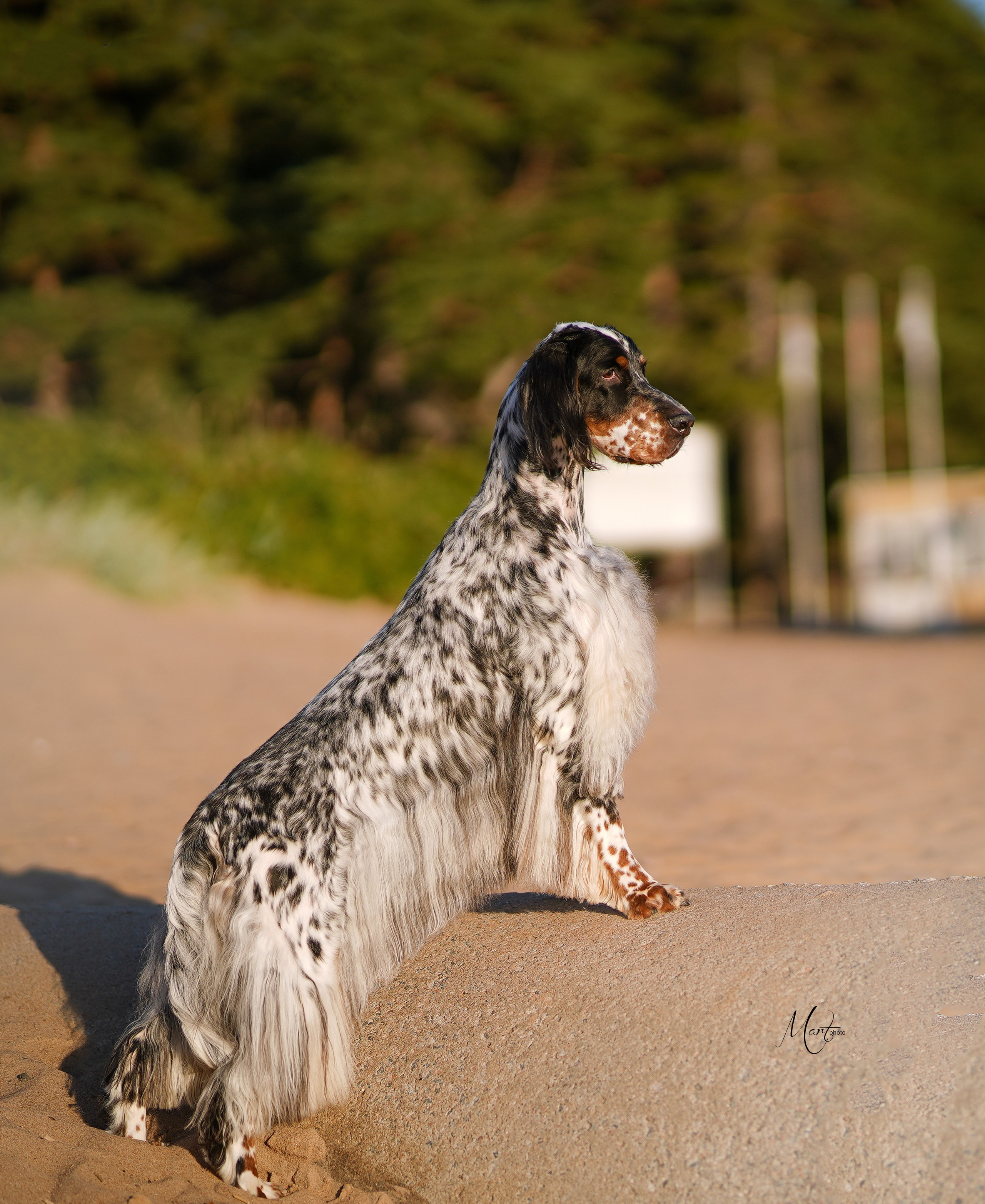 Таисия и Фифа. Фотограф-анималист в Санкт-Петербурге Яна Мартынова