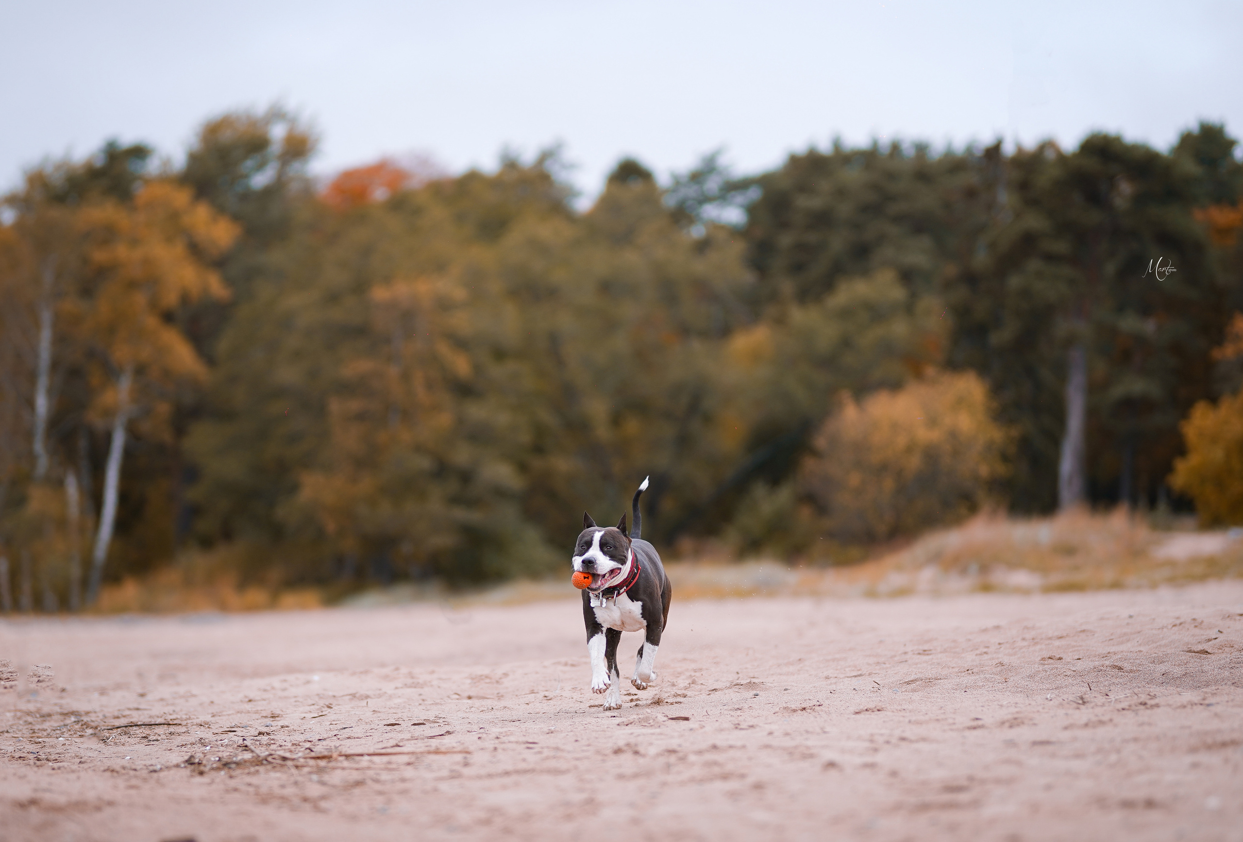 Яньчи на заливе. Фотограф-анималист в Санкт-Петербурге Яна Мартынова