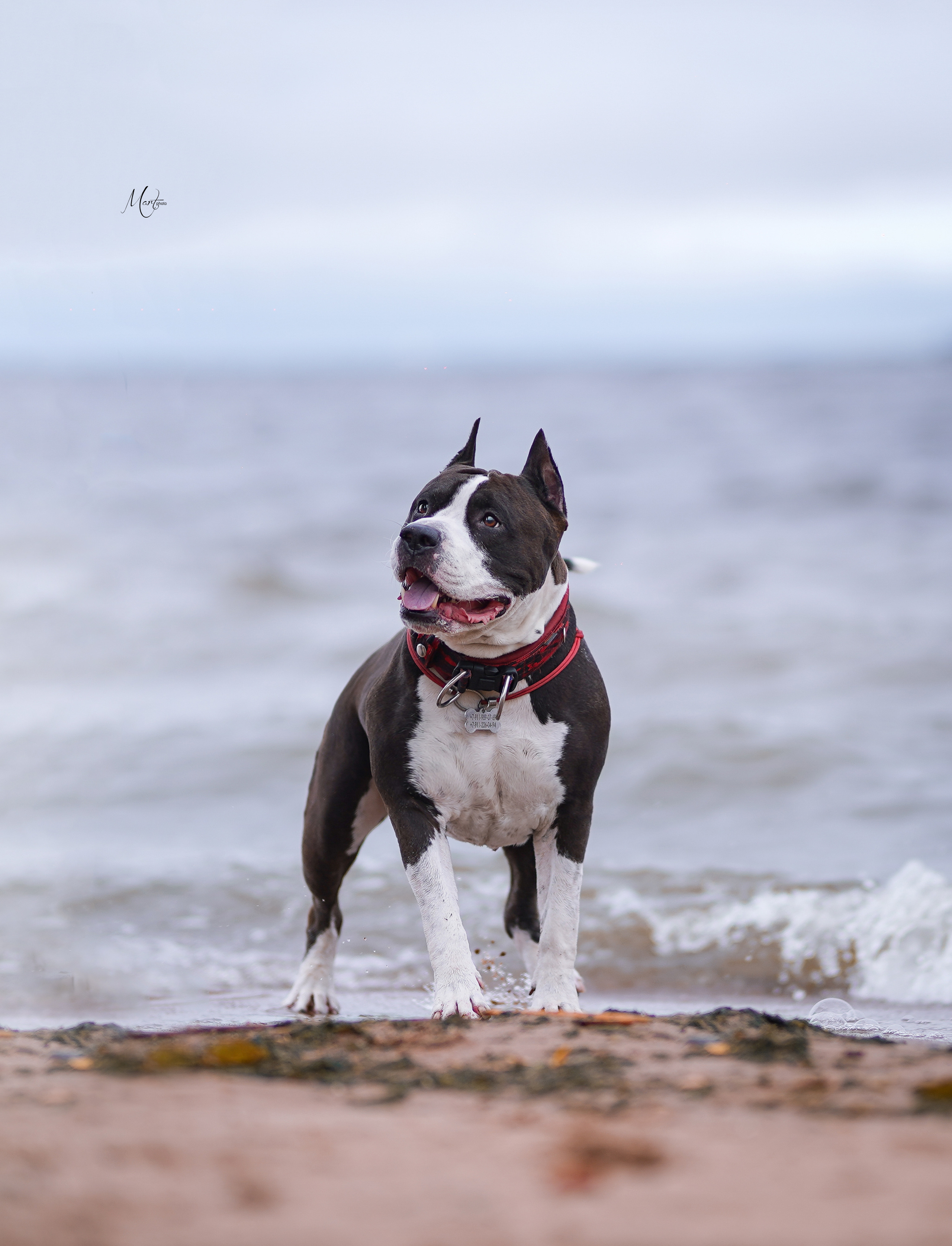 Яньчи на заливе. Фотограф-анималист в Санкт-Петербурге Яна Мартынова
