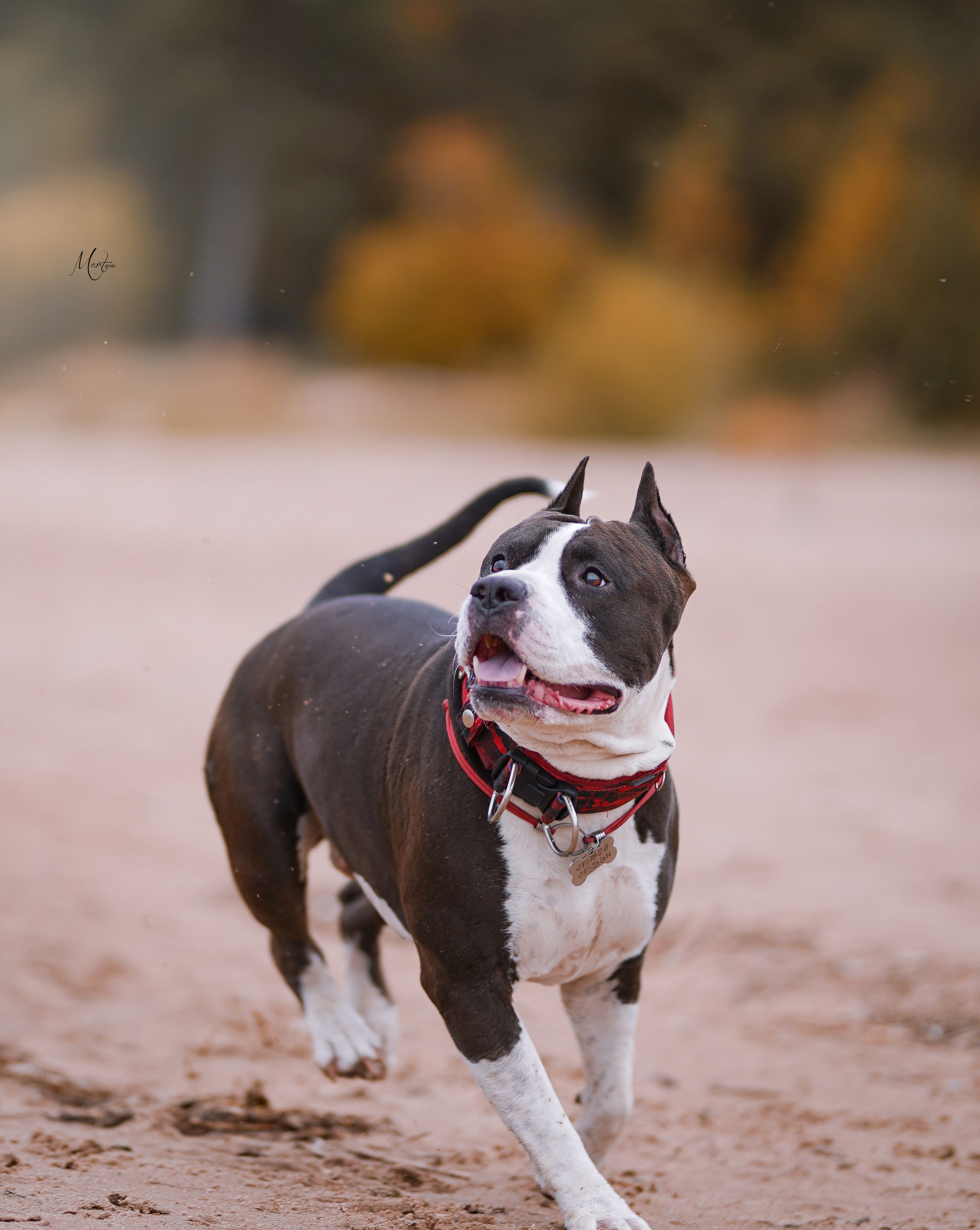 Яньчи на заливе. Фотограф-анималист в Санкт-Петербурге Яна Мартынова