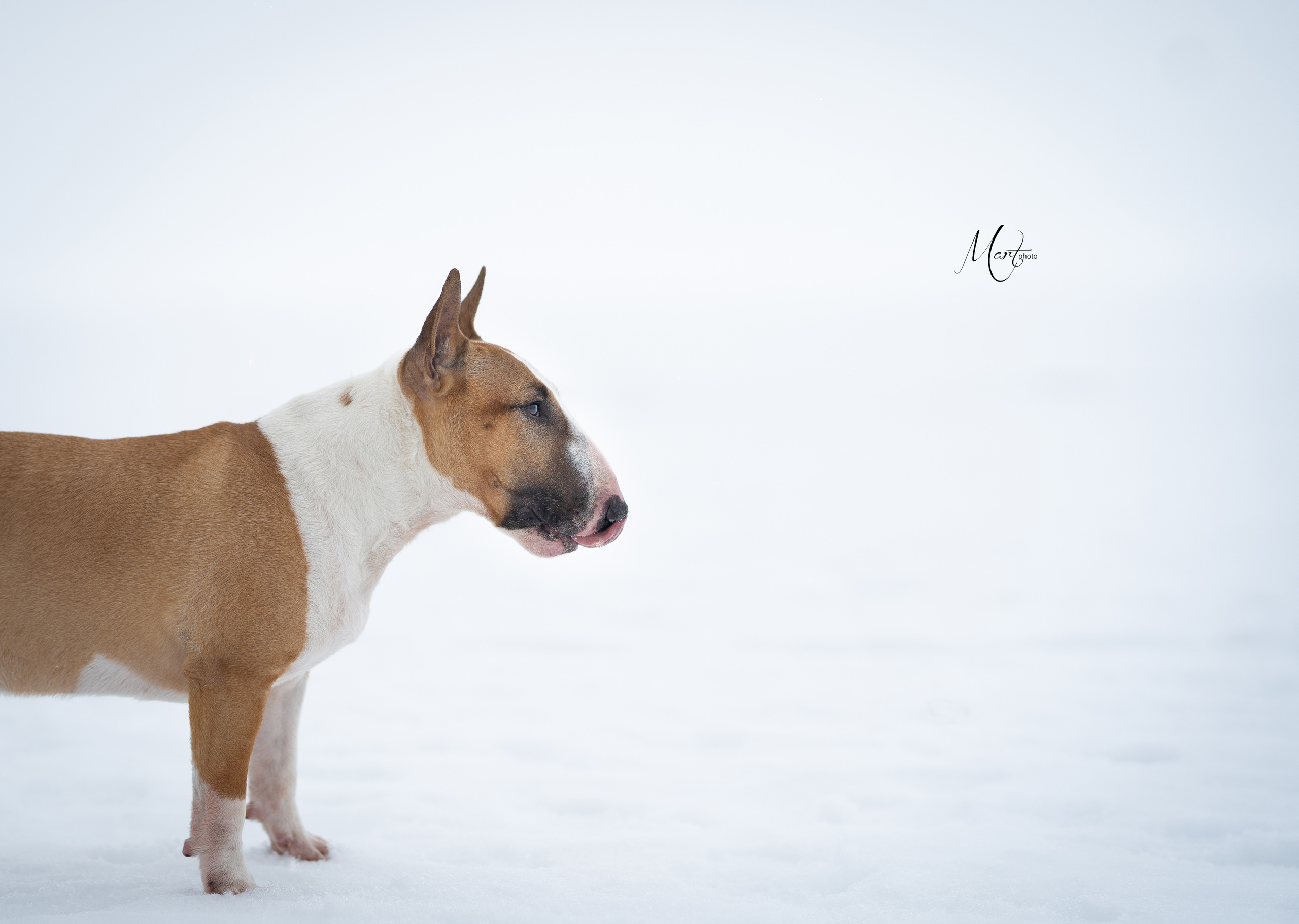 Пляж Финского залива в марте. Фотограф-анималист в Санкт-Петербурге Яна Мартынова