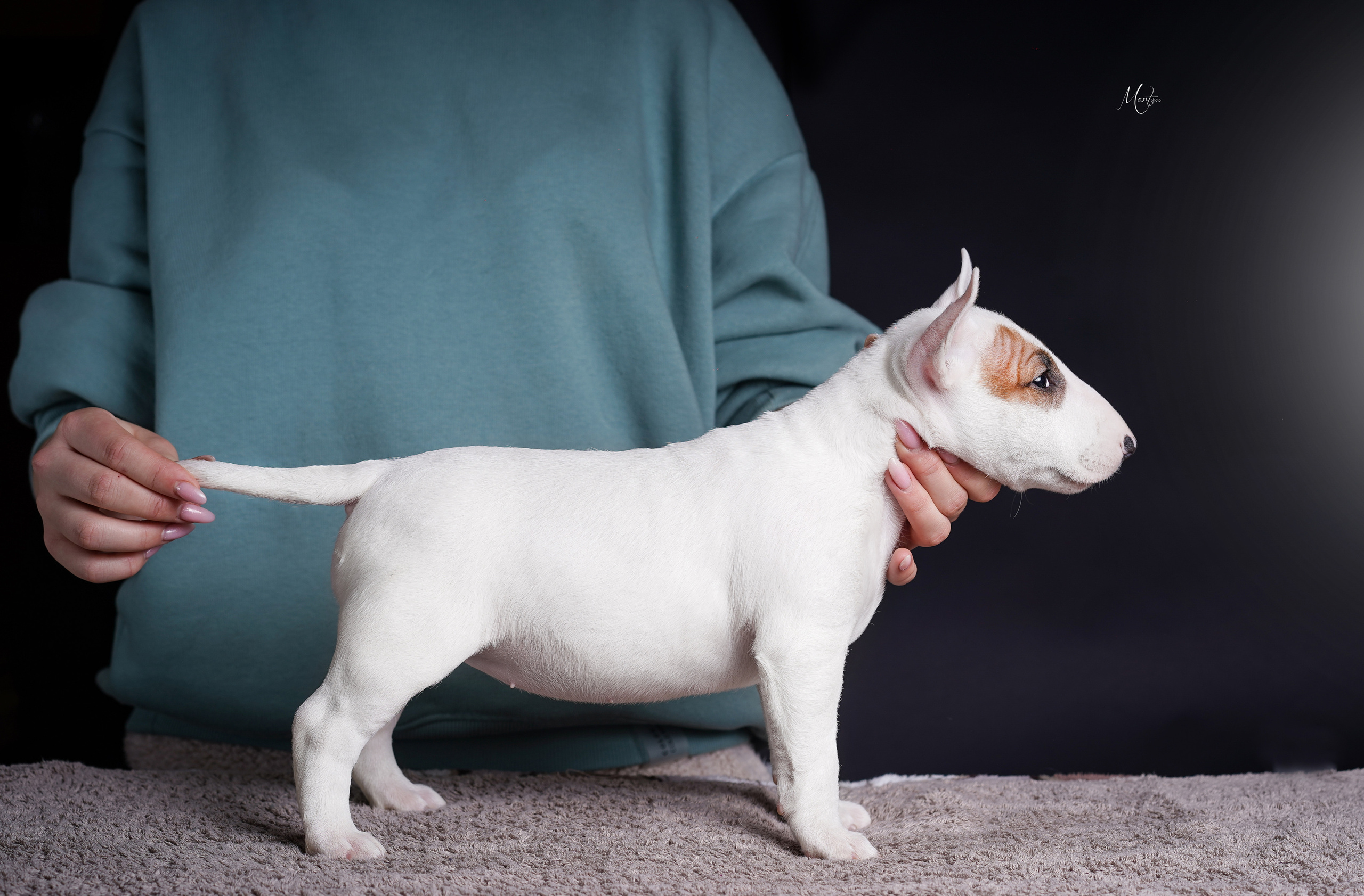 Щенки минибуля. Фотограф-анималист в Санкт-Петербурге Яна Мартынова