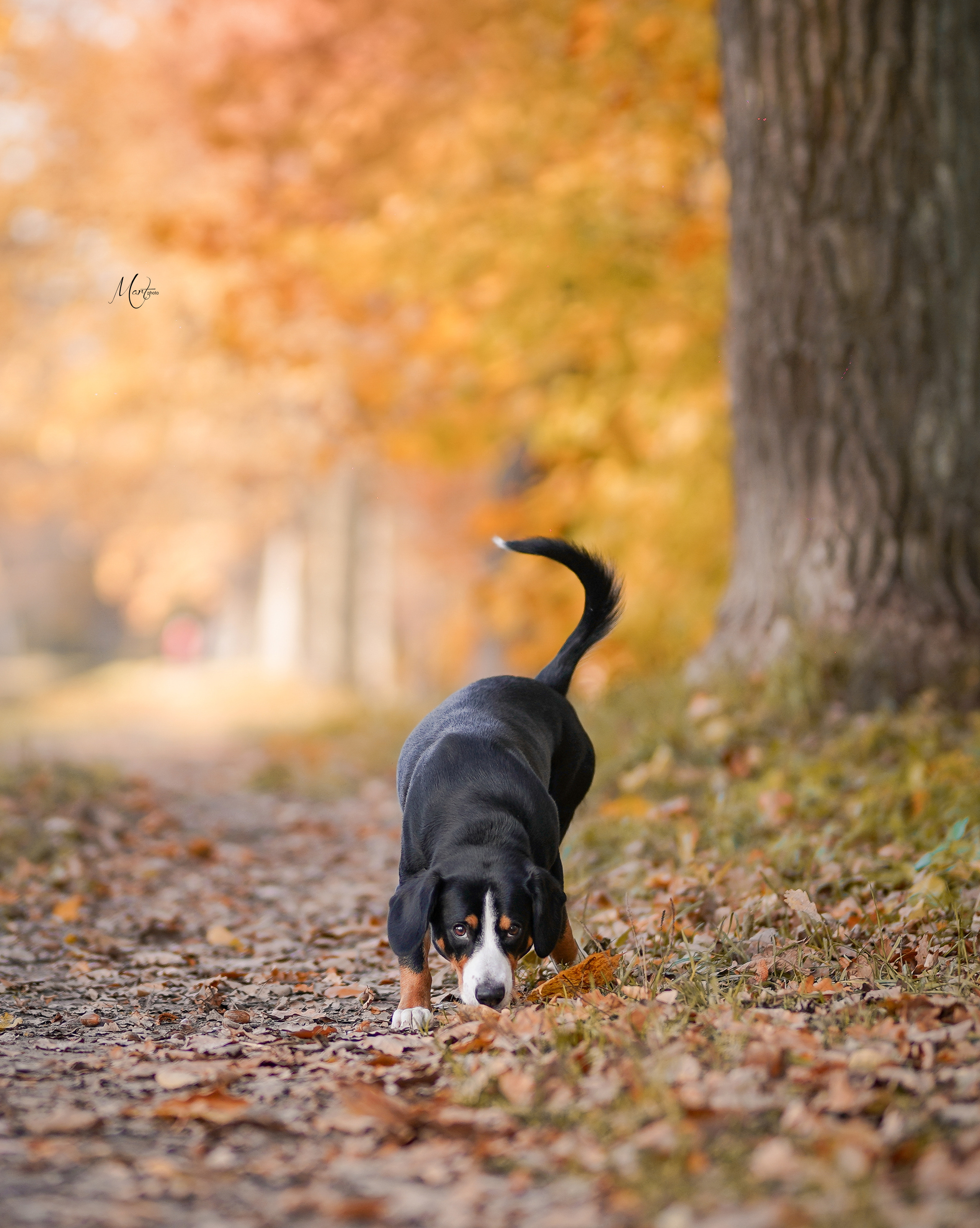 Ксения и Ванда. Фотограф-анималист в Санкт-Петербурге Яна Мартынова