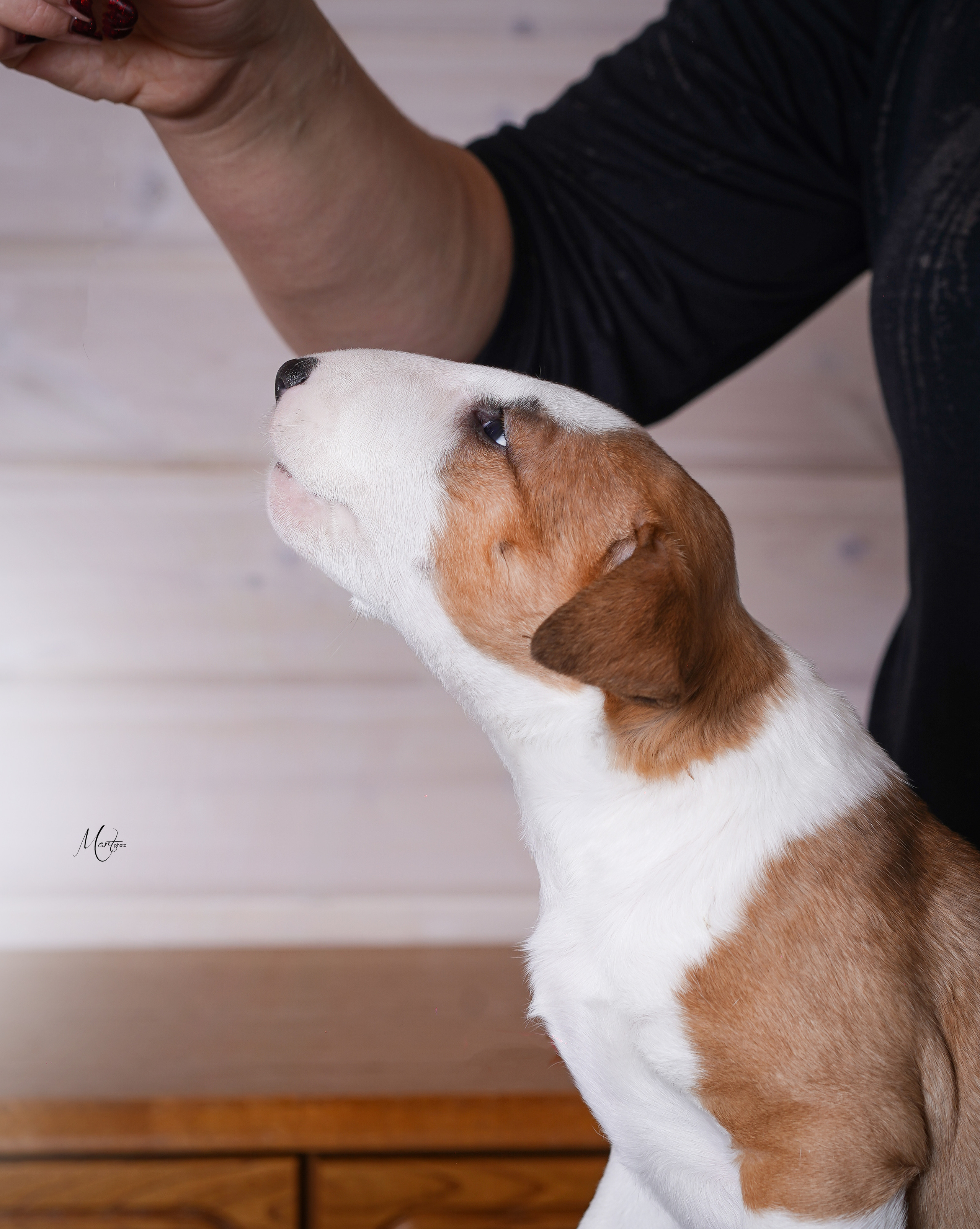Щенки бультерьера. Фотограф-анималист в Санкт-Петербурге Яна Мартынова