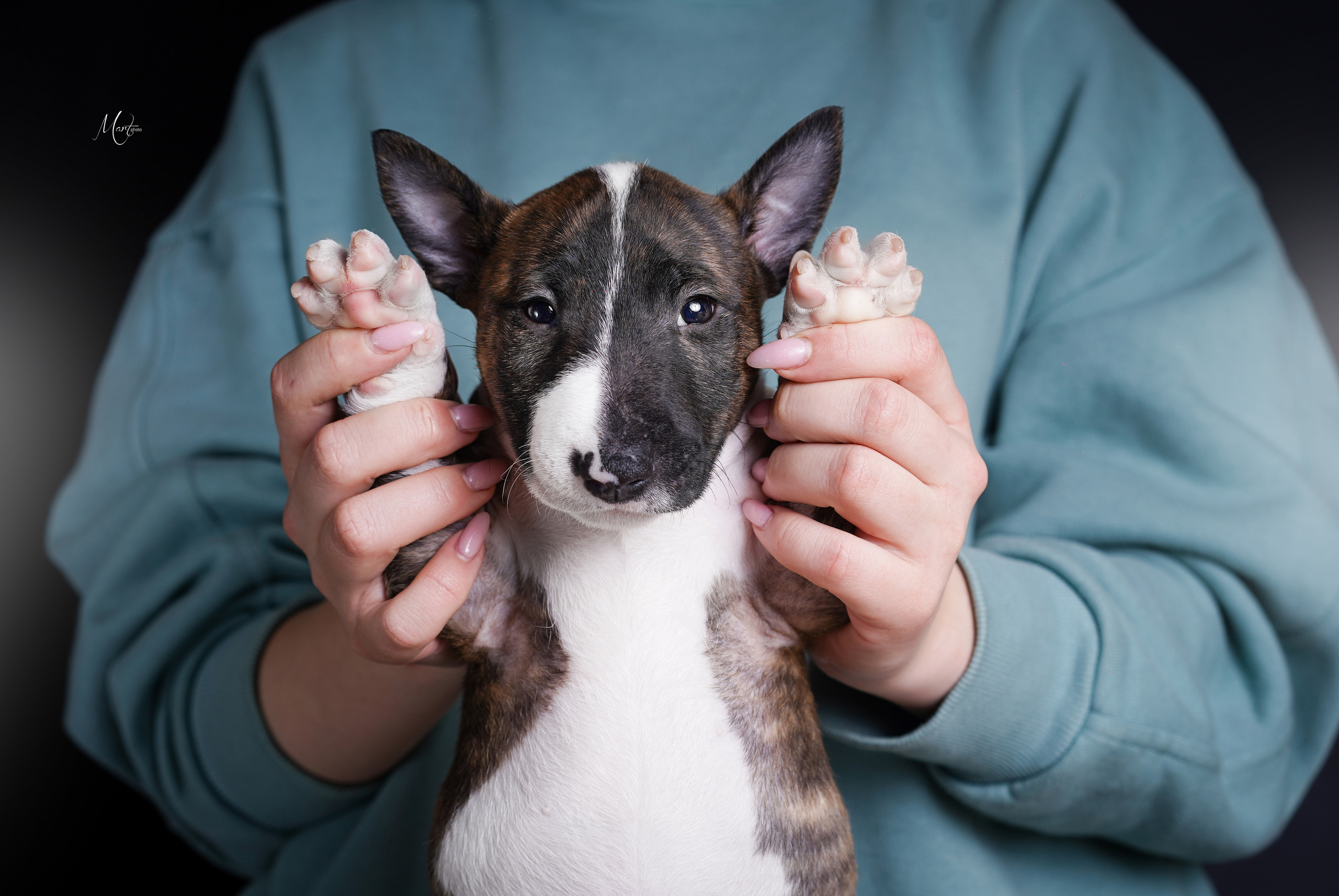 Щенки минибуля. Фотограф-анималист в Санкт-Петербурге Яна Мартынова
