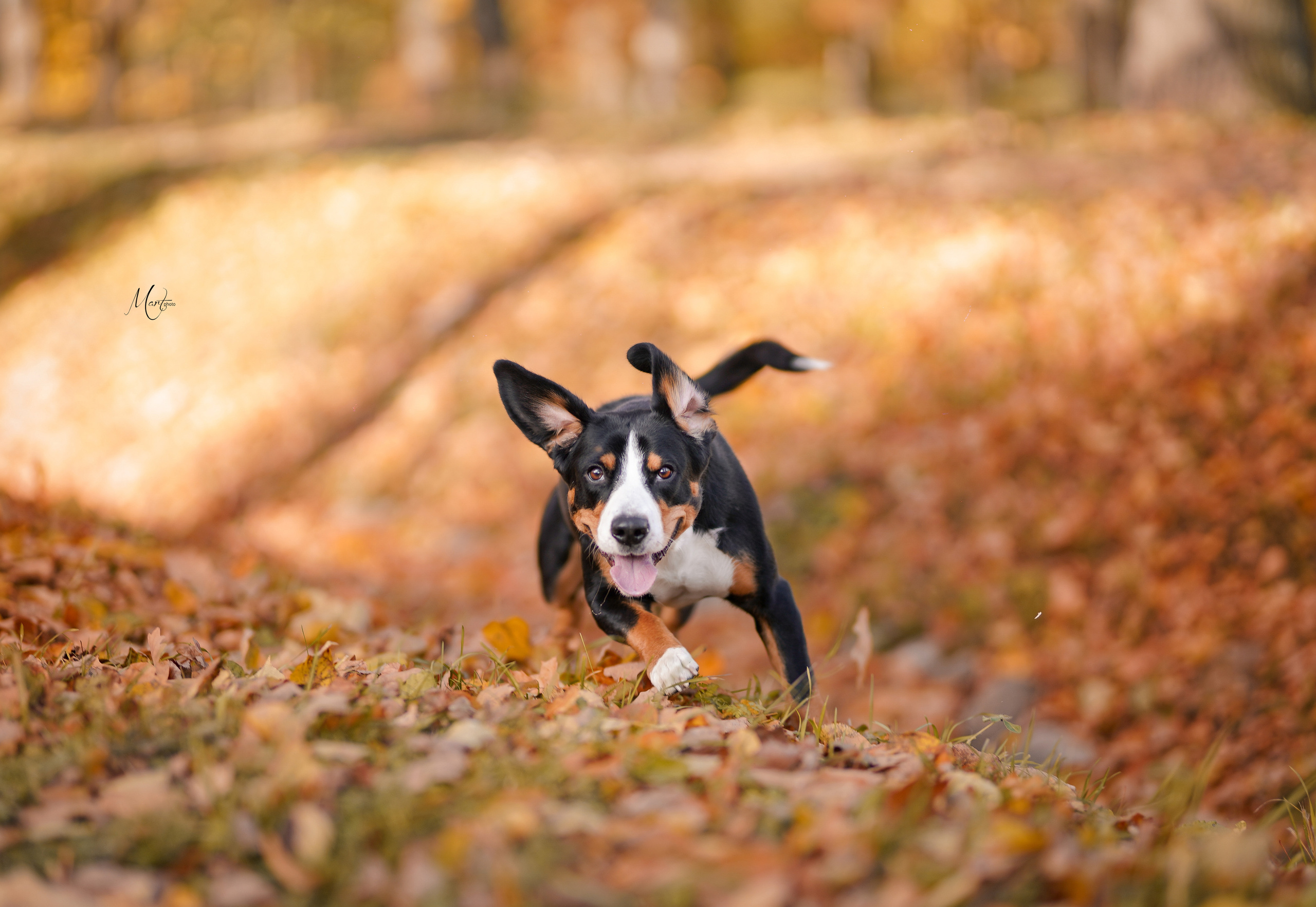 Ксения и Ванда. Фотограф-анималист в Санкт-Петербурге Яна Мартынова