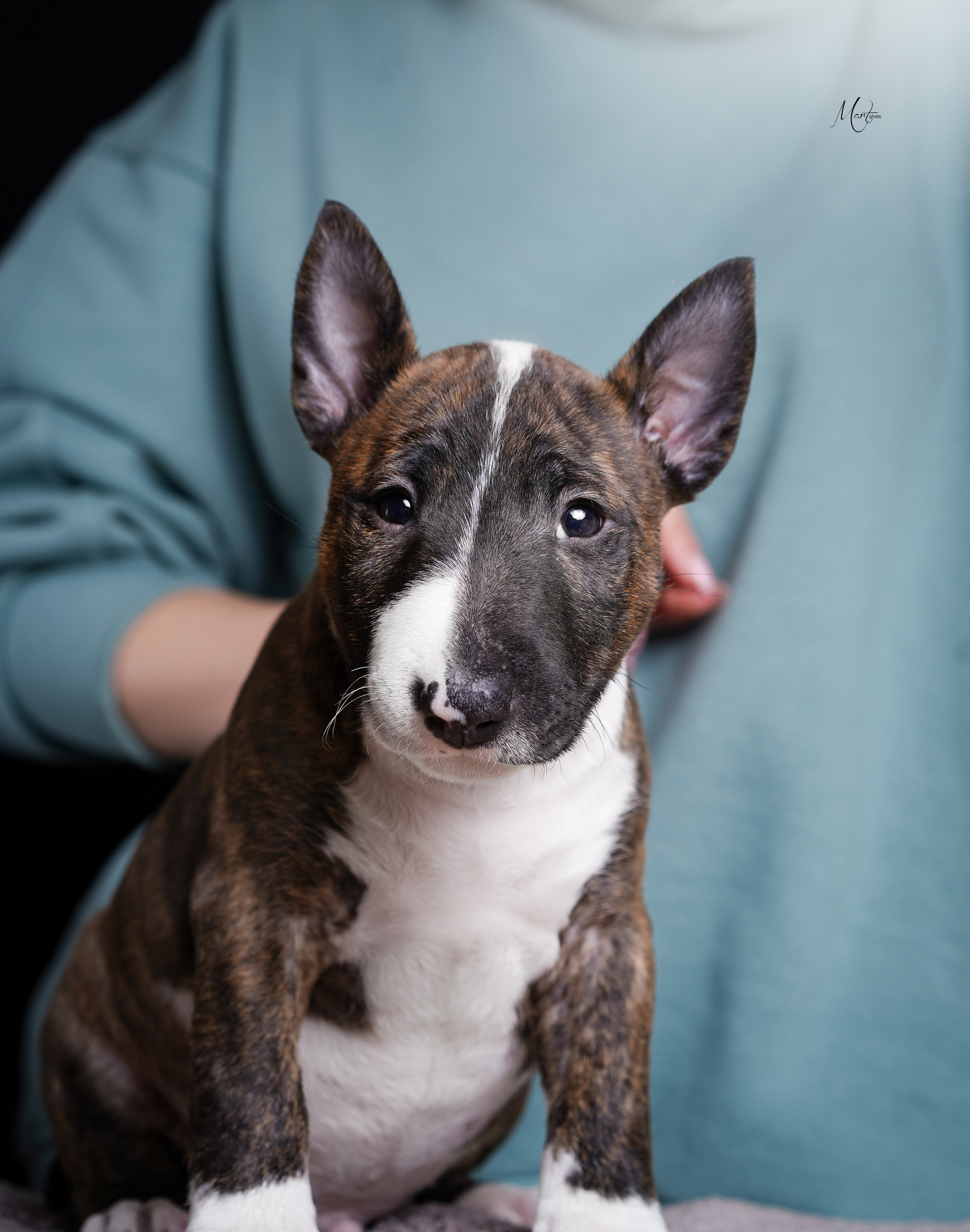 Щенки минибуля. Фотограф-анималист в Санкт-Петербурге Яна Мартынова