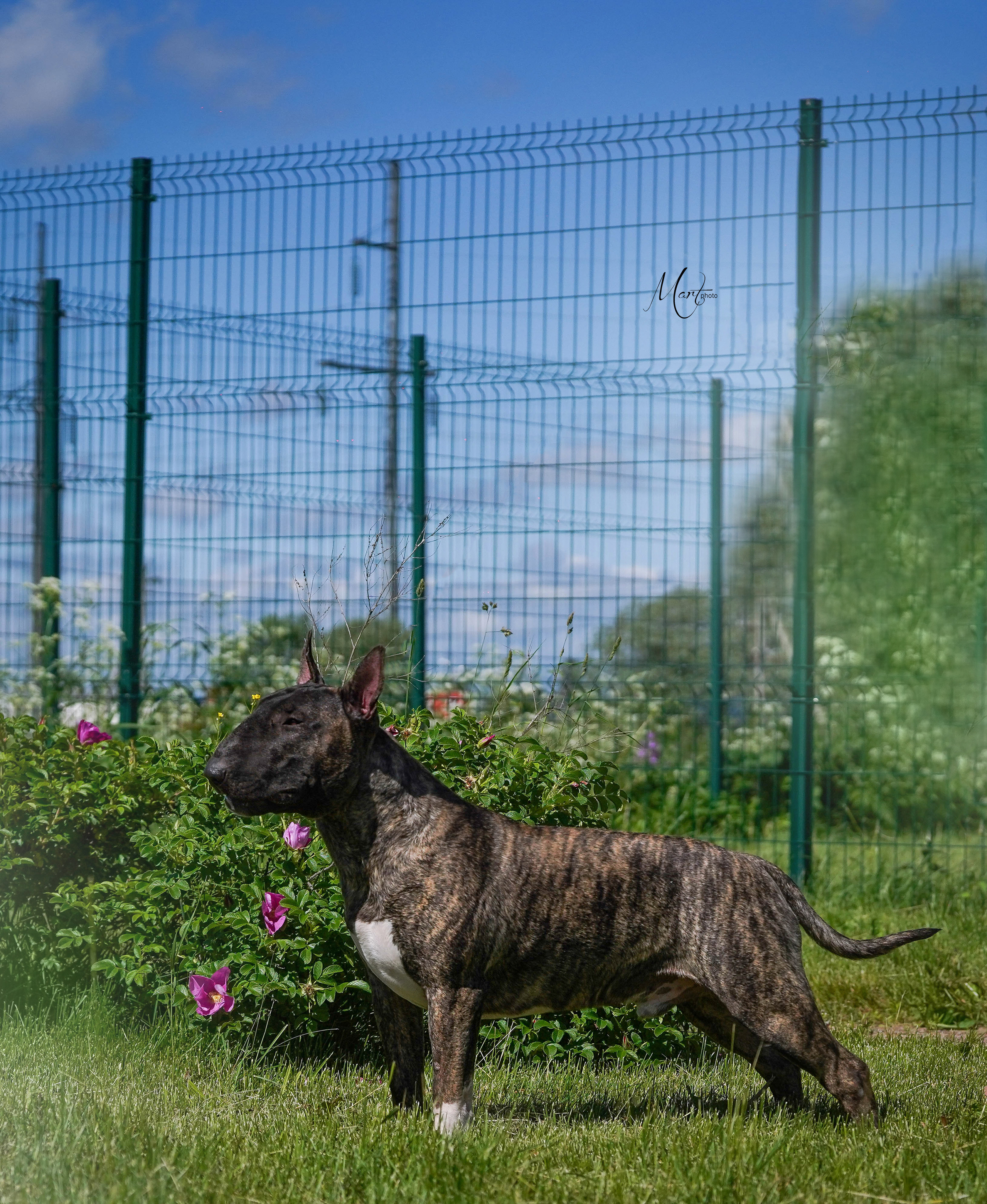 Экстерьерная съемка 2022. Фотограф-анималист в Санкт-Петербурге Яна Мартынова