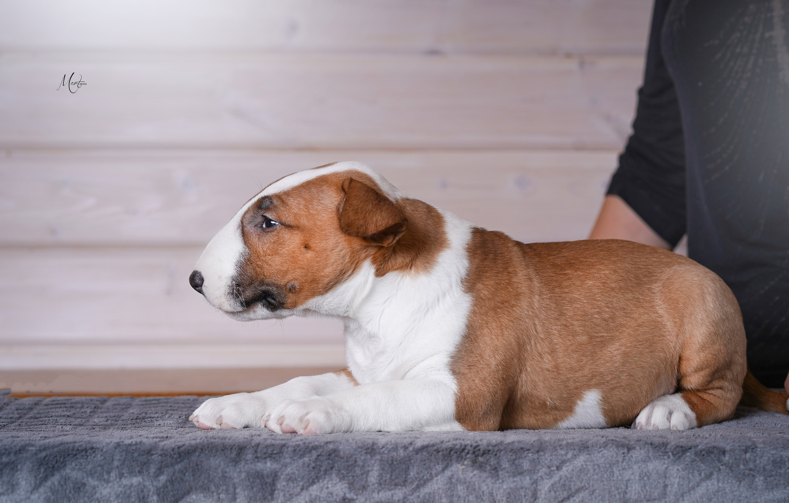 Щенки бультерьера. Фотограф-анималист в Санкт-Петербурге Яна Мартынова