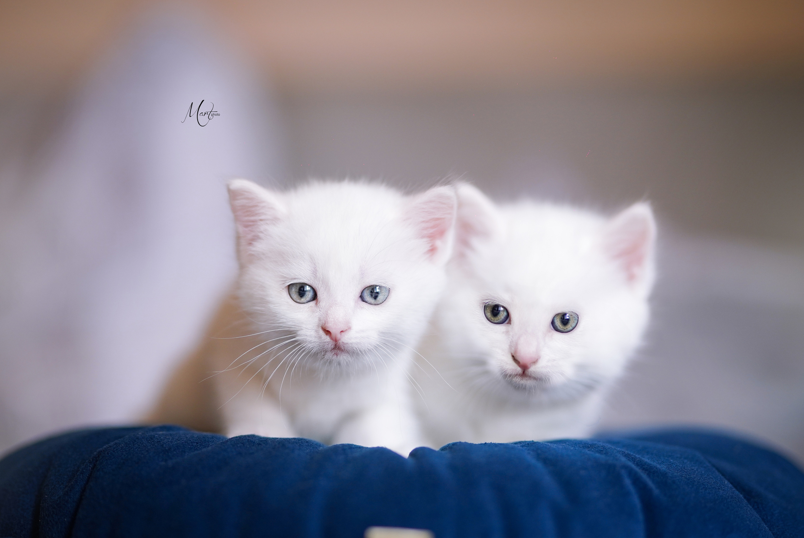 Котята. Фотограф-анималист в Санкт-Петербурге Яна Мартынова