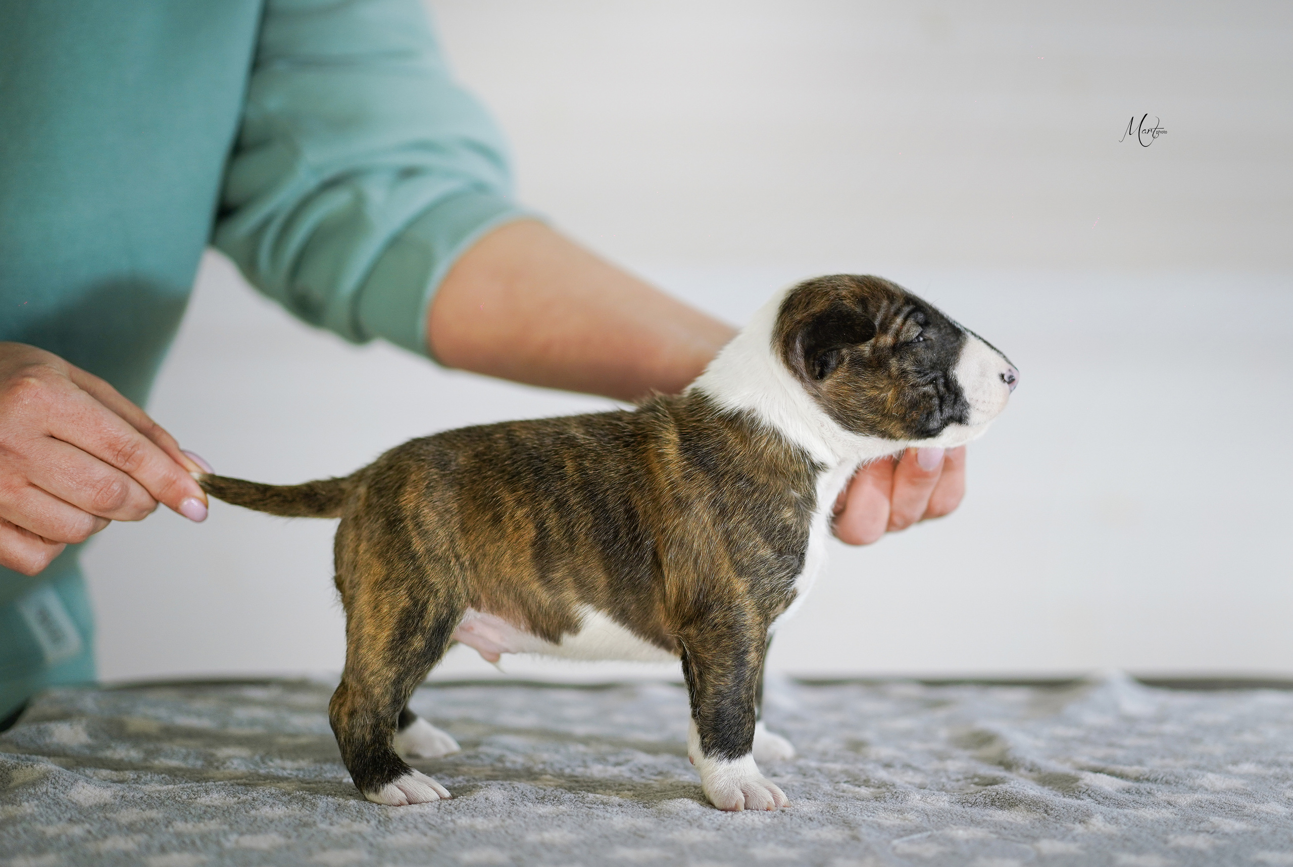 Щенки минибуля. Фотограф-анималист в Санкт-Петербурге Яна Мартынова