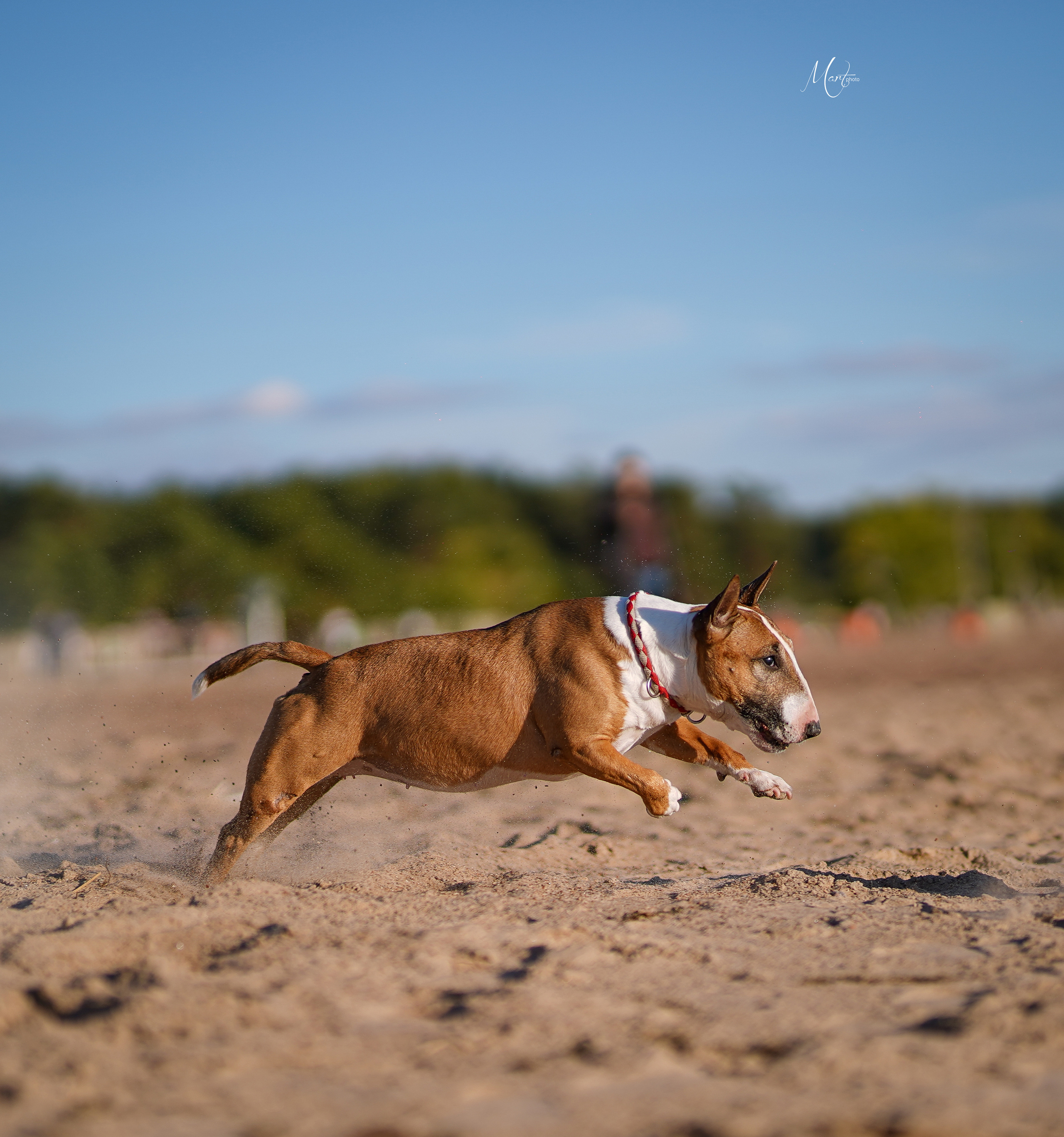 Моня, Оксана и Таисия. Фотограф-анималист в Санкт-Петербурге Яна Мартынова