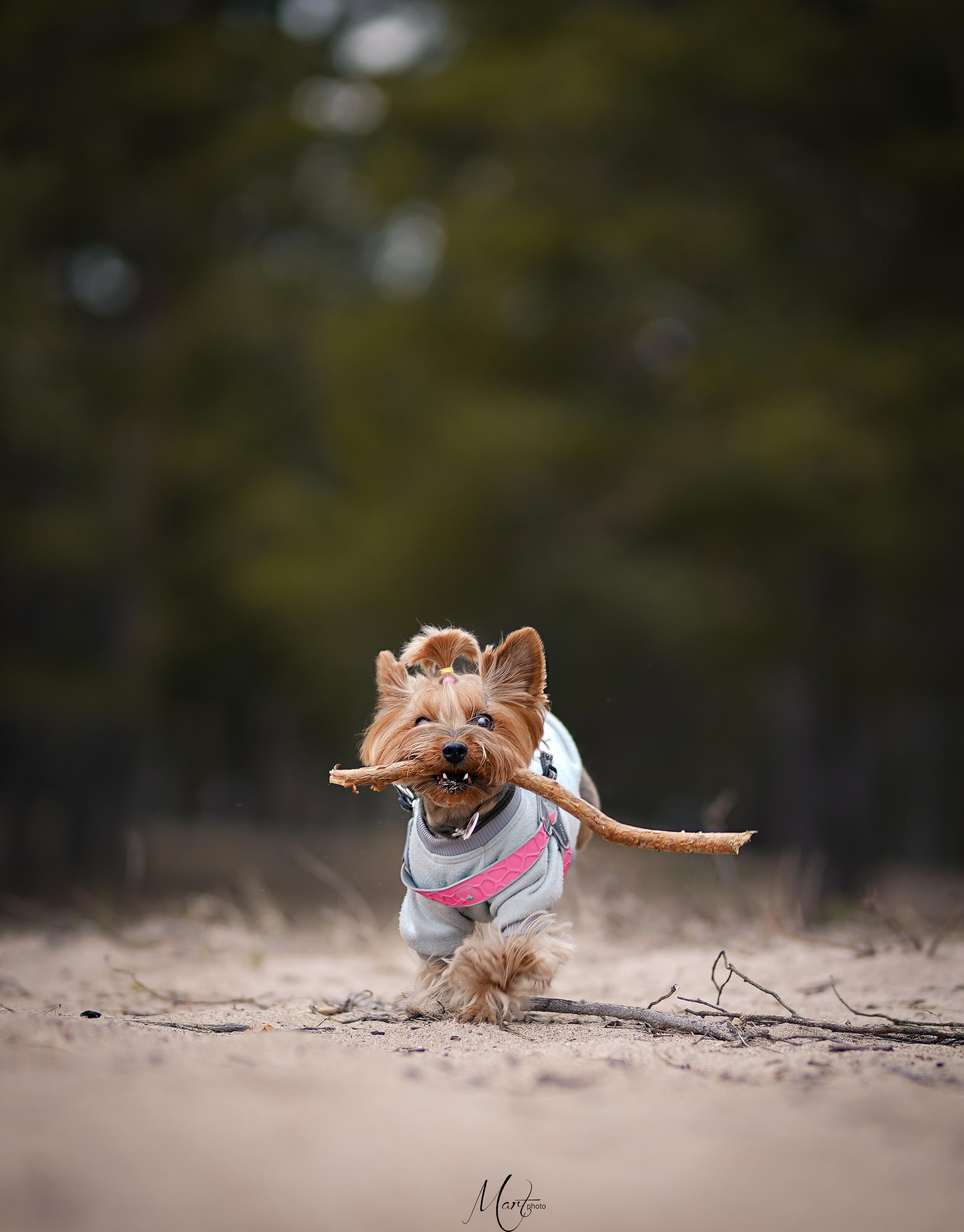 Эффи. Фотограф-анималист в Санкт-Петербурге Яна Мартынова
