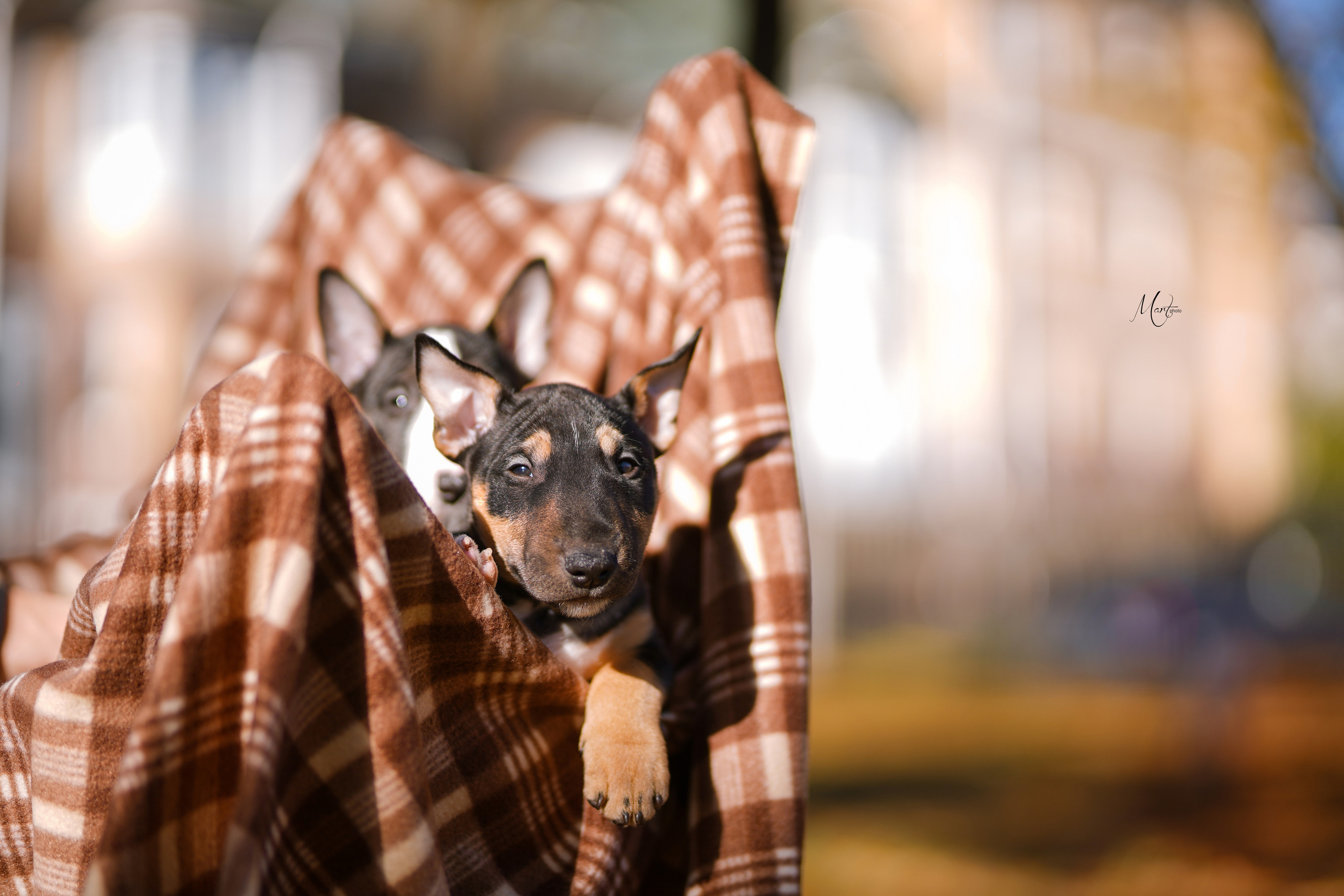 Щенки минибуля. Фотограф-анималист в Санкт-Петербурге Яна Мартынова