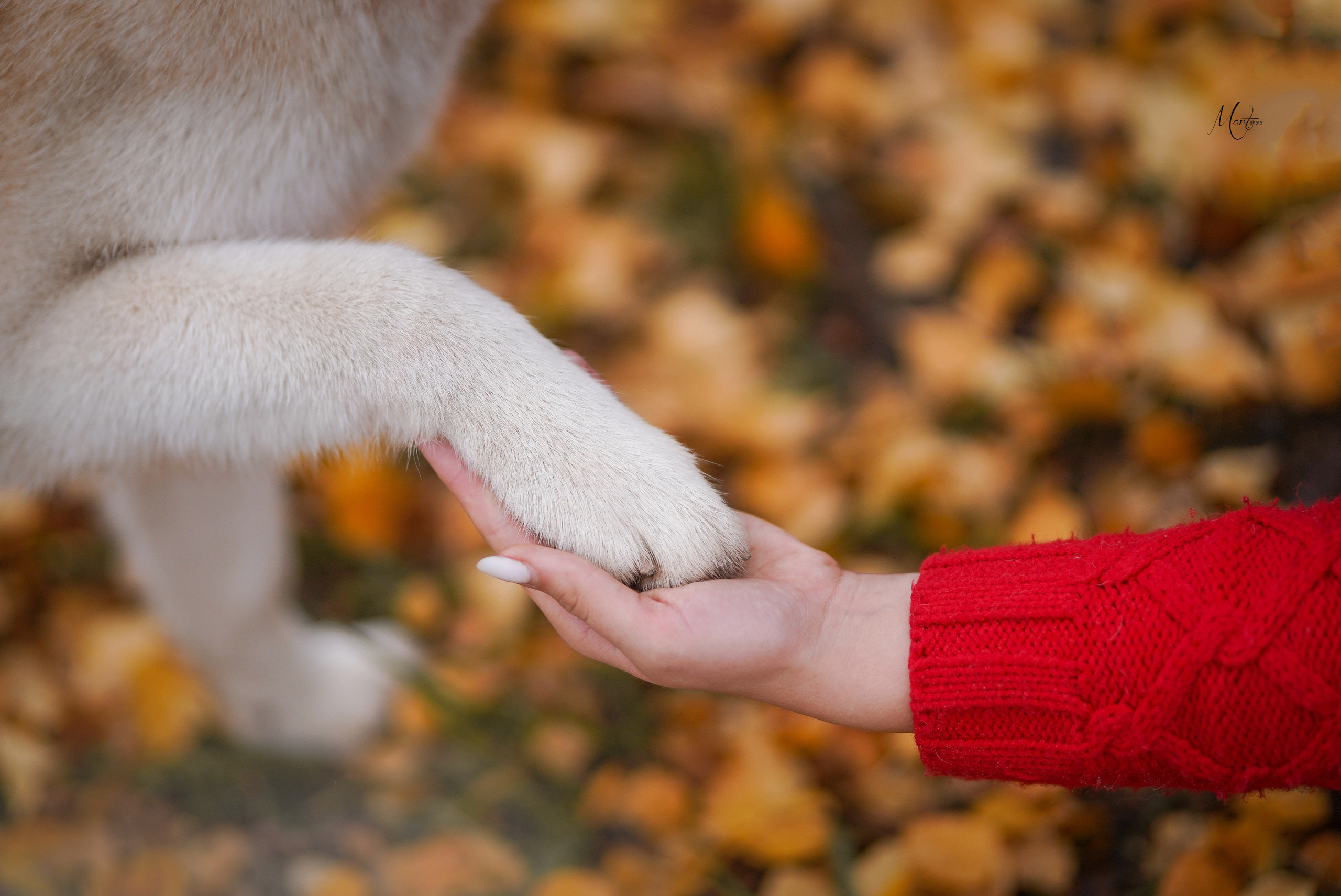 Саша и хаси. Фотограф-анималист в Санкт-Петербурге Яна Мартынова