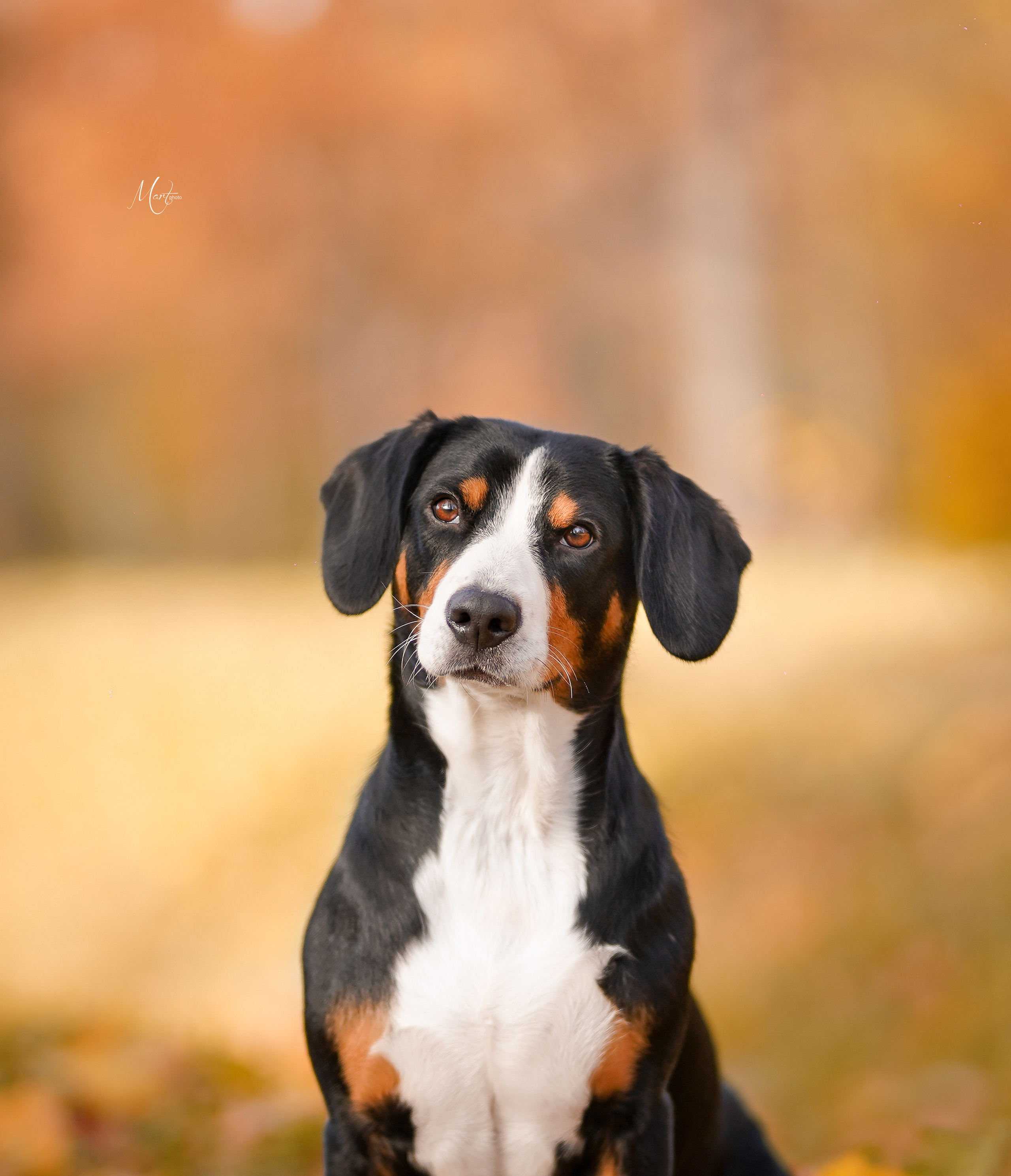 Ксения и Ванда. Фотограф-анималист в Санкт-Петербурге Яна Мартынова